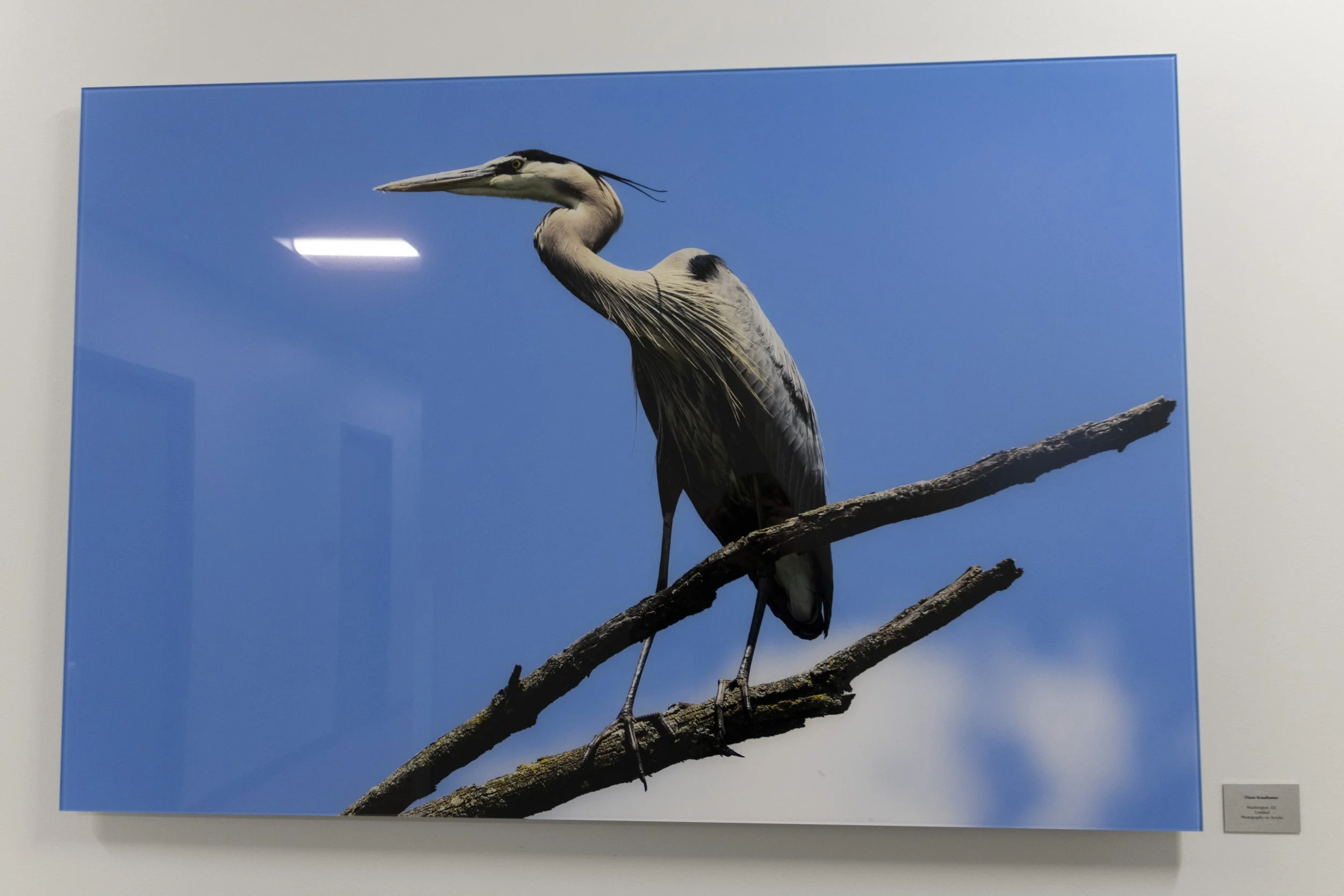 diane-krauthamers-photography-on-the-wall-of-cedar-hill-regional-medical-center_54487089672_o.jpg