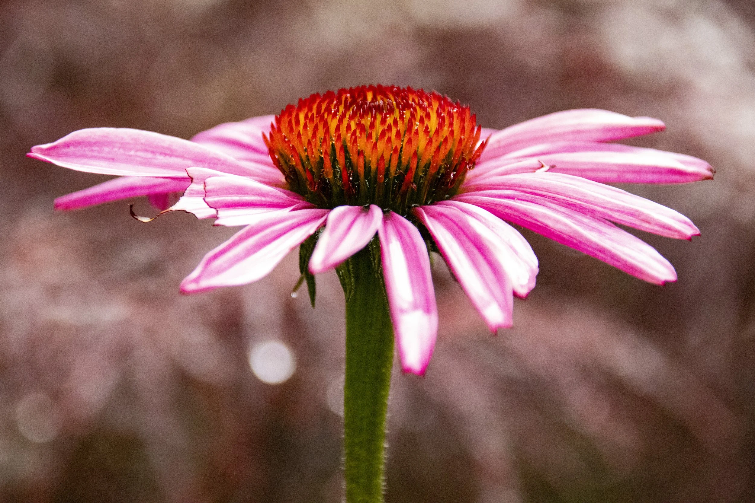 Coneflower on a rainy day - June 27, 2023