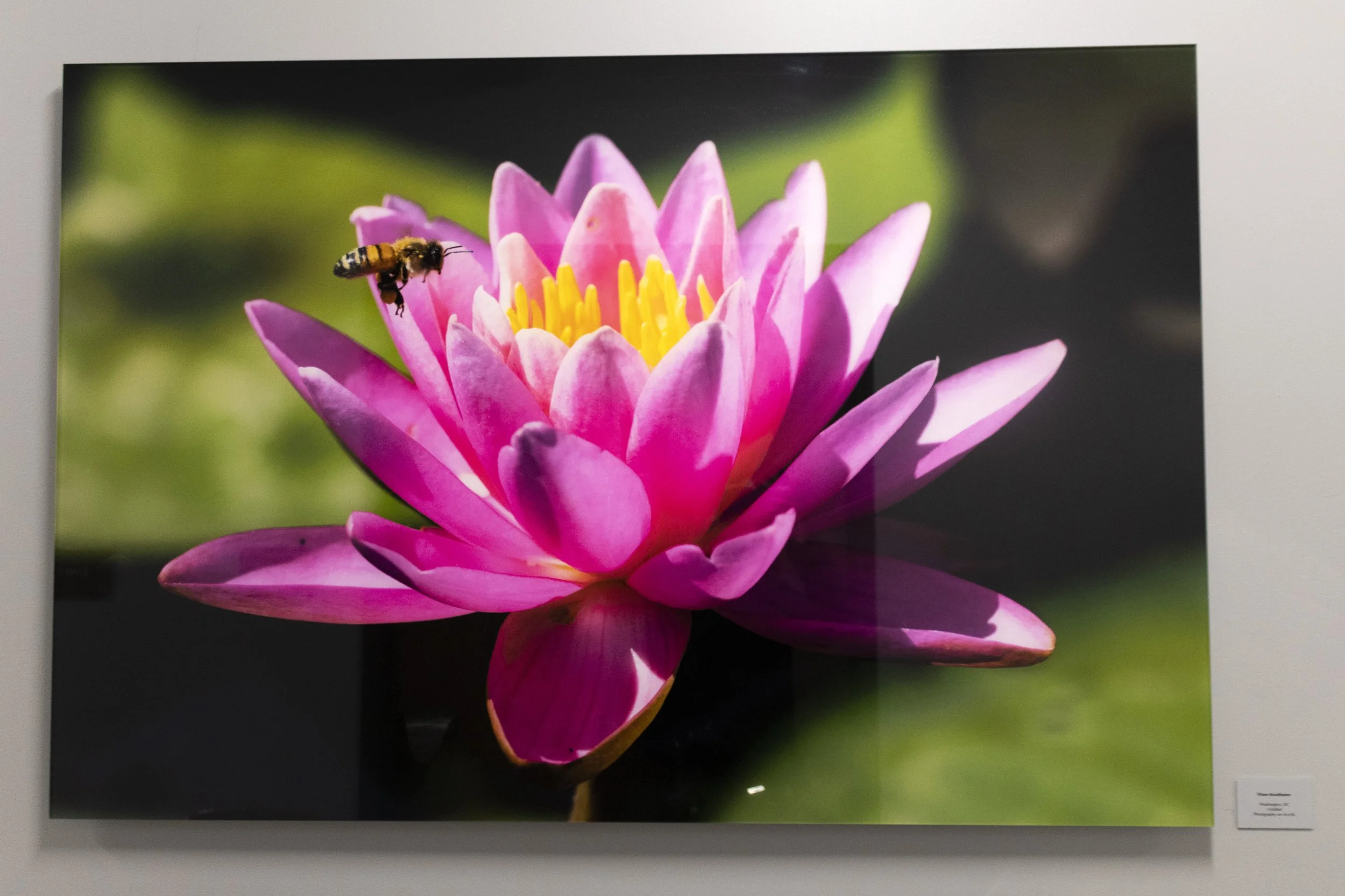 diane-krauthamers-photography-on-the-wall-of-cedar-hill-regional-medical-center_54488289260_o.jpg