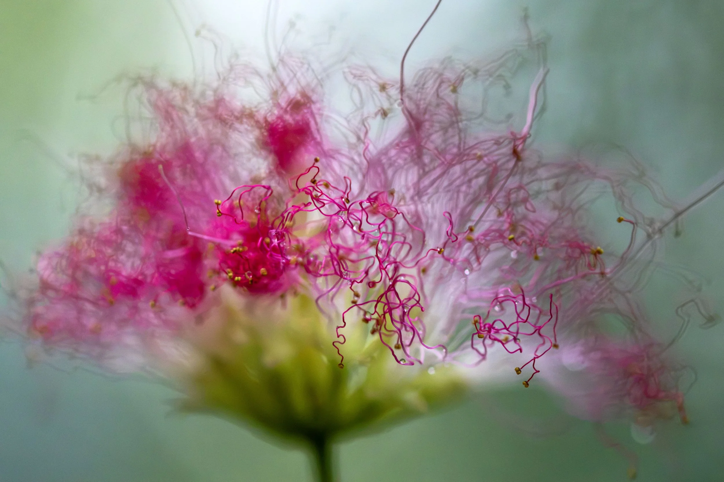 Mimosa flower along Rock Creek - September 6, 2026