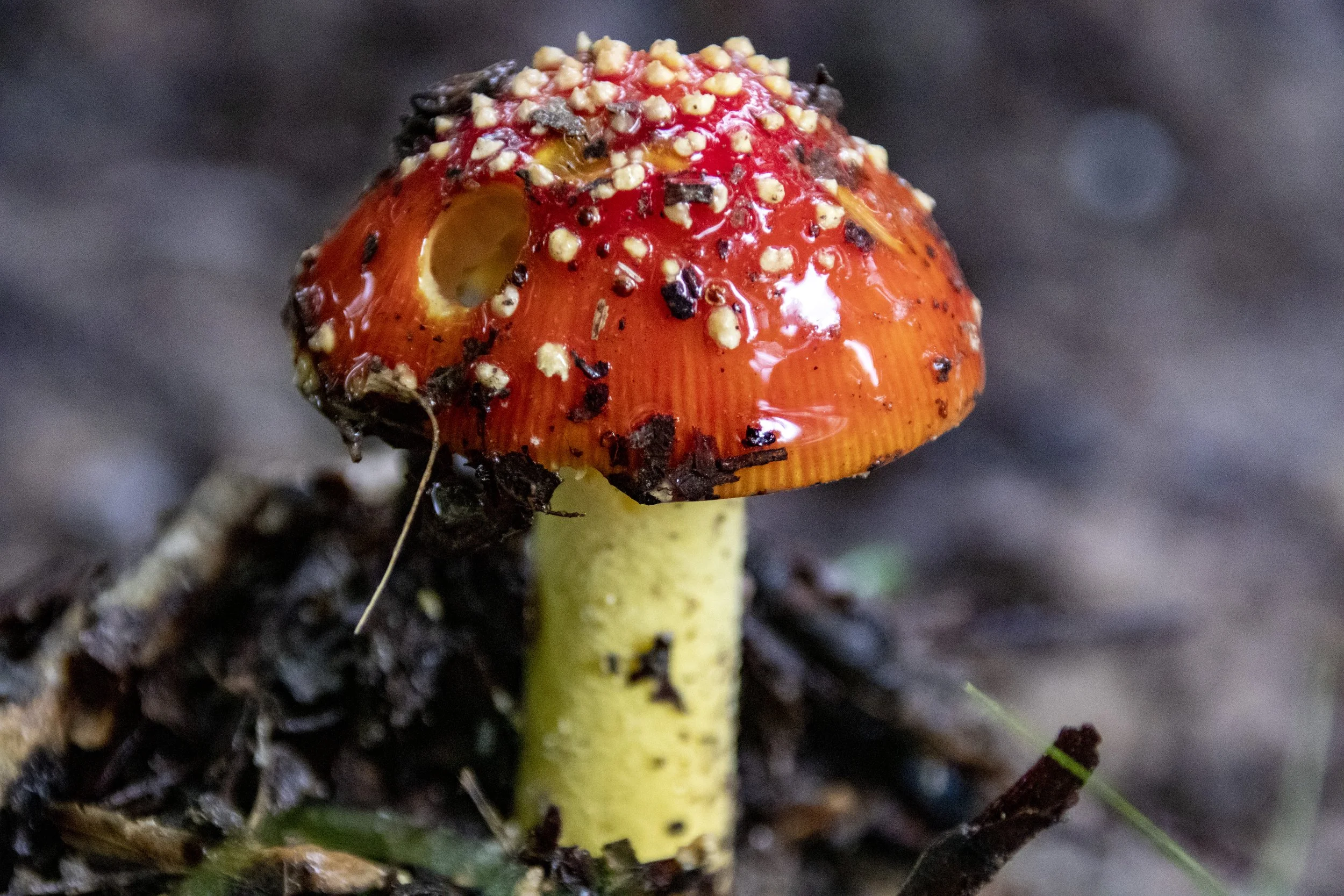 Mushroom in the rain in Chevy Chase - June 22, 2021