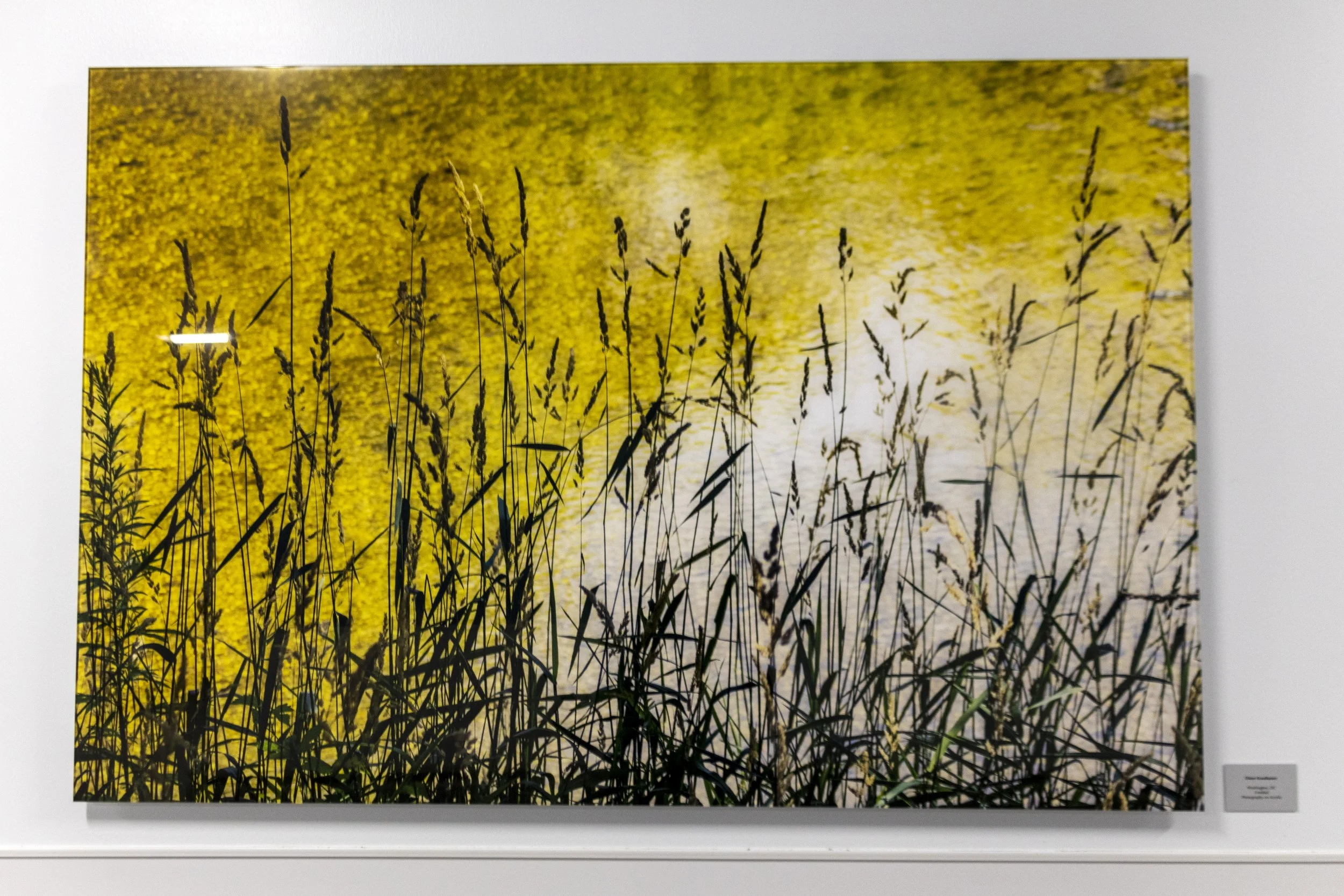 diane-krauthamers-photography-on-the-wall-of-cedar-hill-regional-medical-center_54488289305_o.jpg
