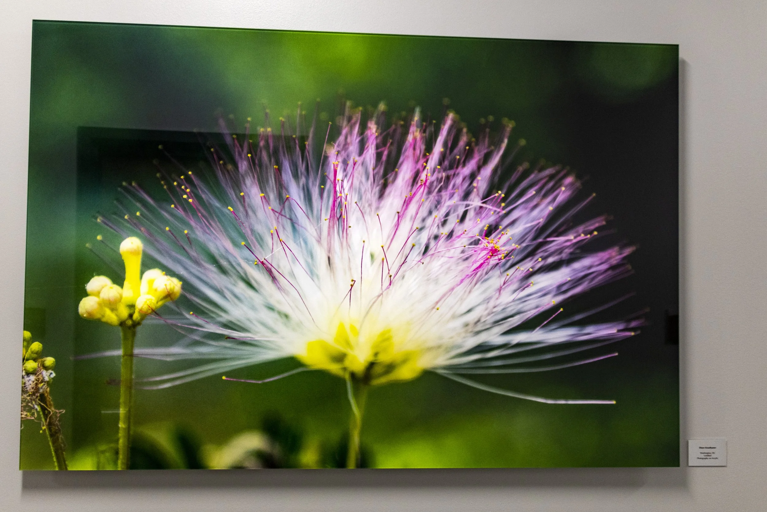 diane-krauthamers-photography-on-the-wall-of-cedar-hill-regional-medical-center_54487089707_o.jpg