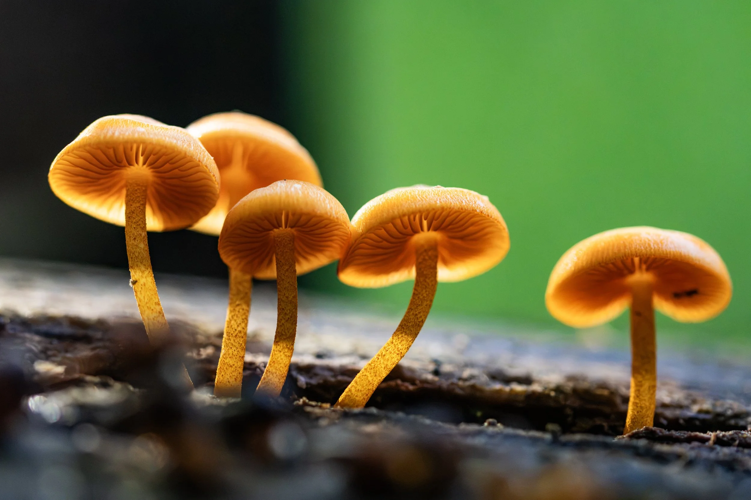 orangemushrooms.jpg