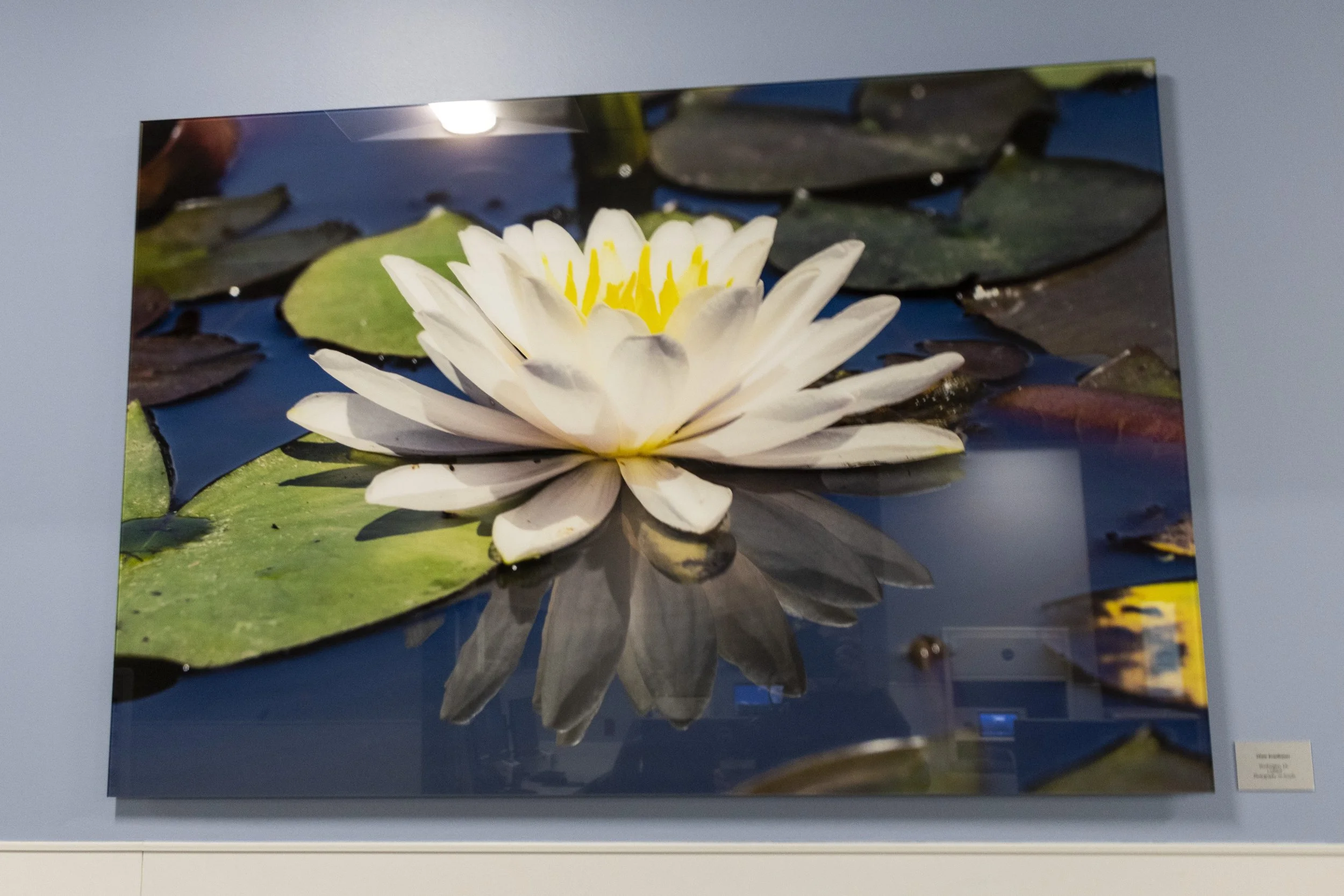 diane-krauthamers-photography-on-the-wall-of-cedar-hill-regional-medical-center_54488289560_o.jpg