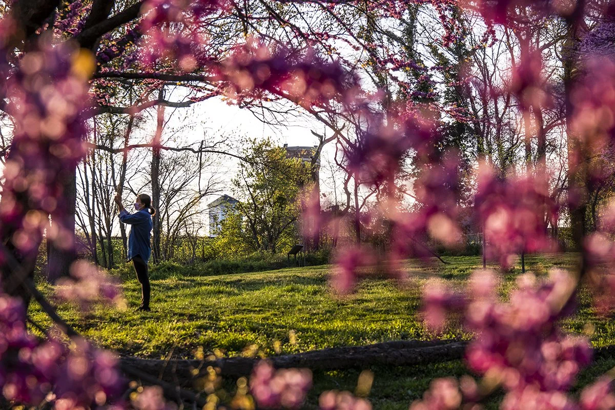 Redbuds at Fort Reno Park - April 13, 2021