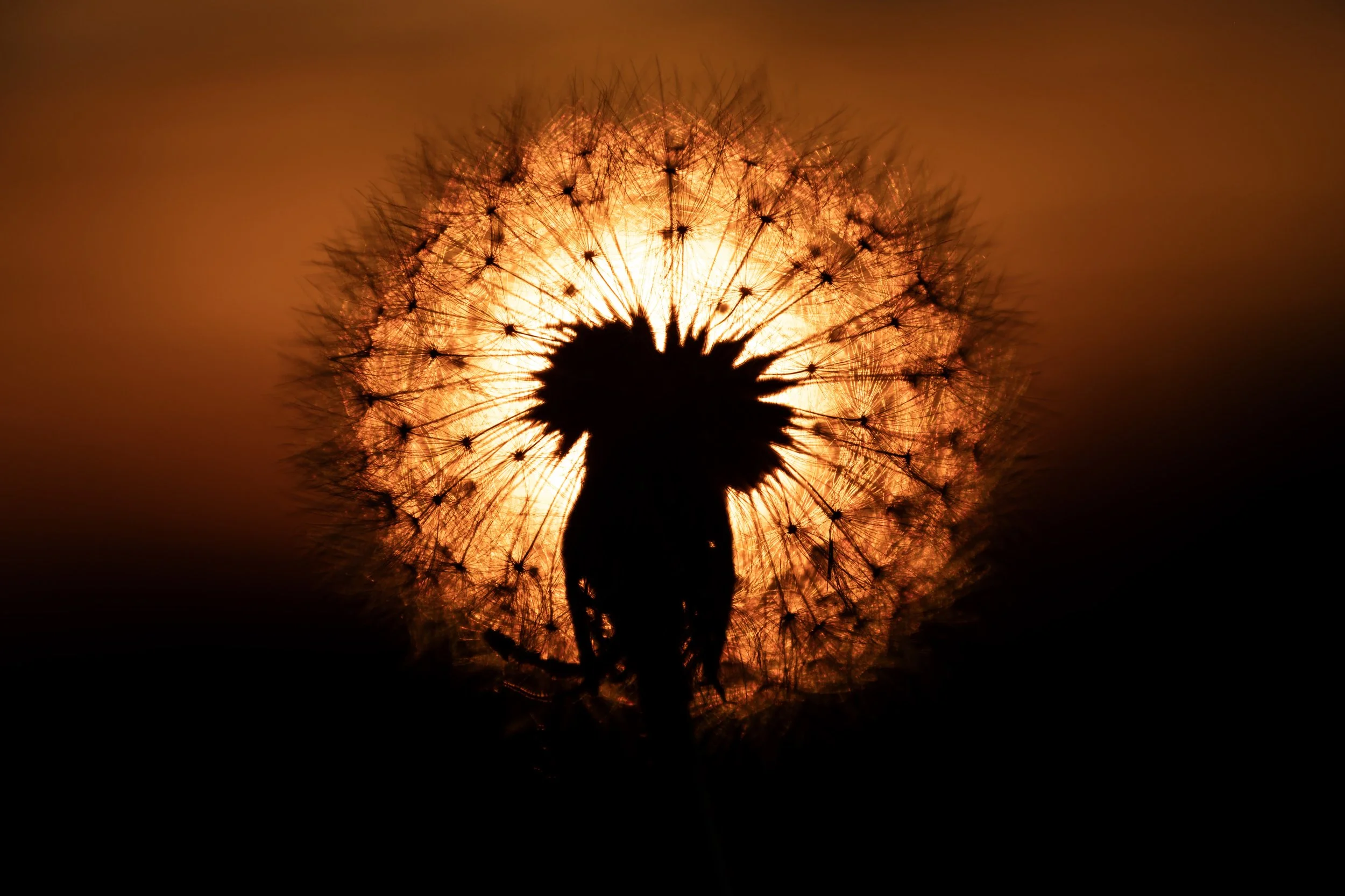 Dandelion illuminated by the sunset at Fort Reno Park - October 31, 2025