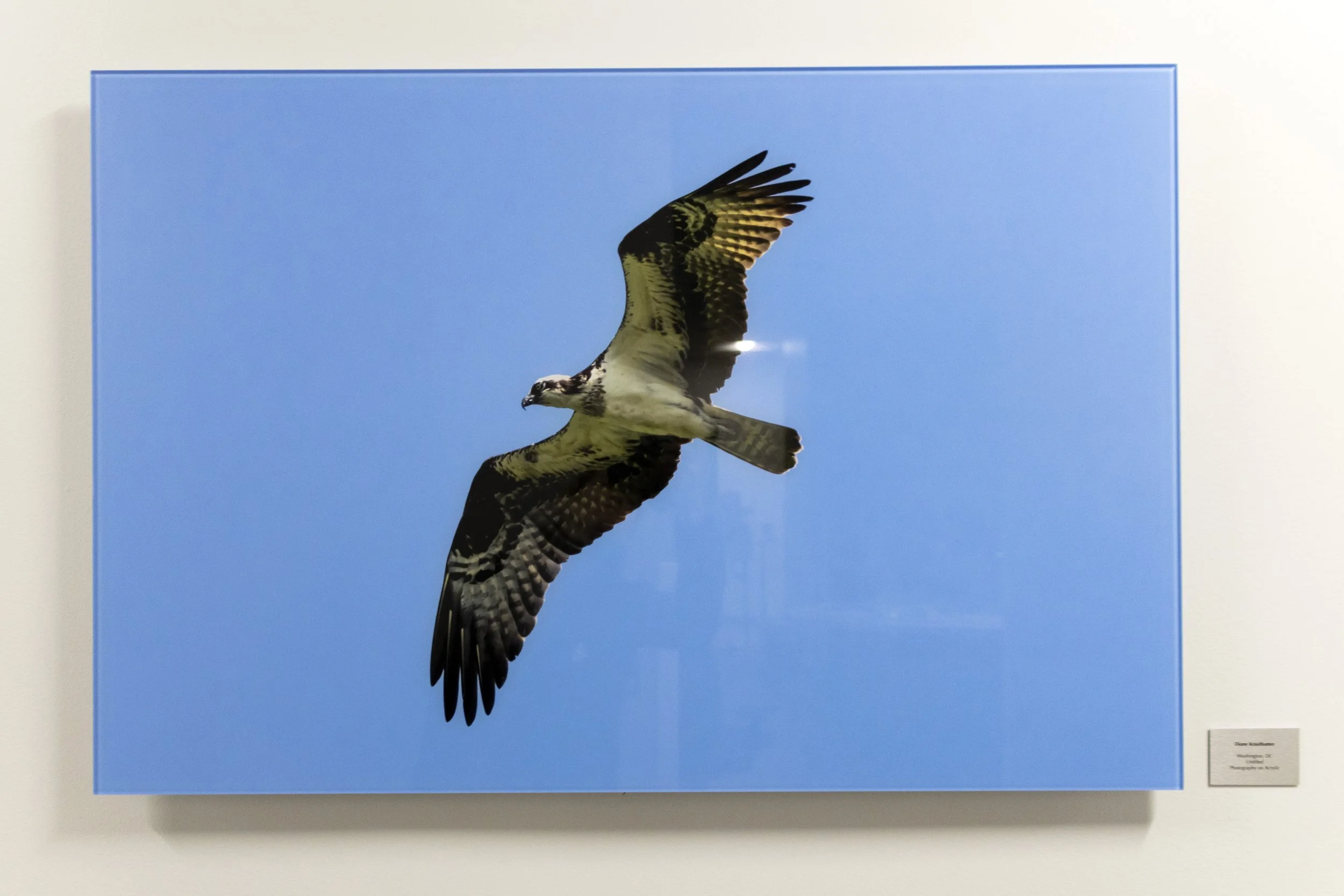diane-krauthamers-photography-on-the-wall-of-cedar-hill-regional-medical-center_54487934096_o.jpg