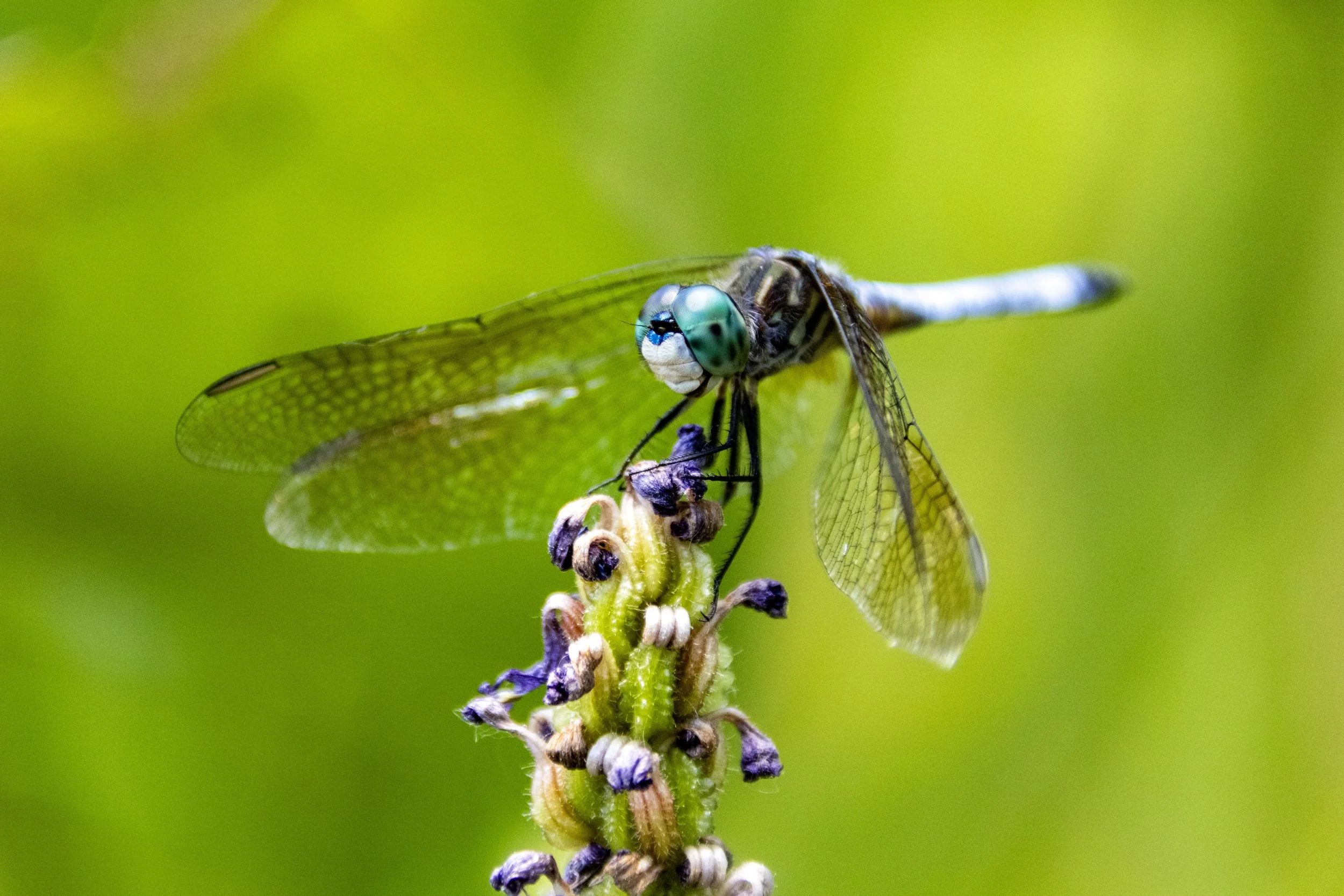 Dragonfly at Kenilworth Park & Aquatic Gardens - June 11, 2024