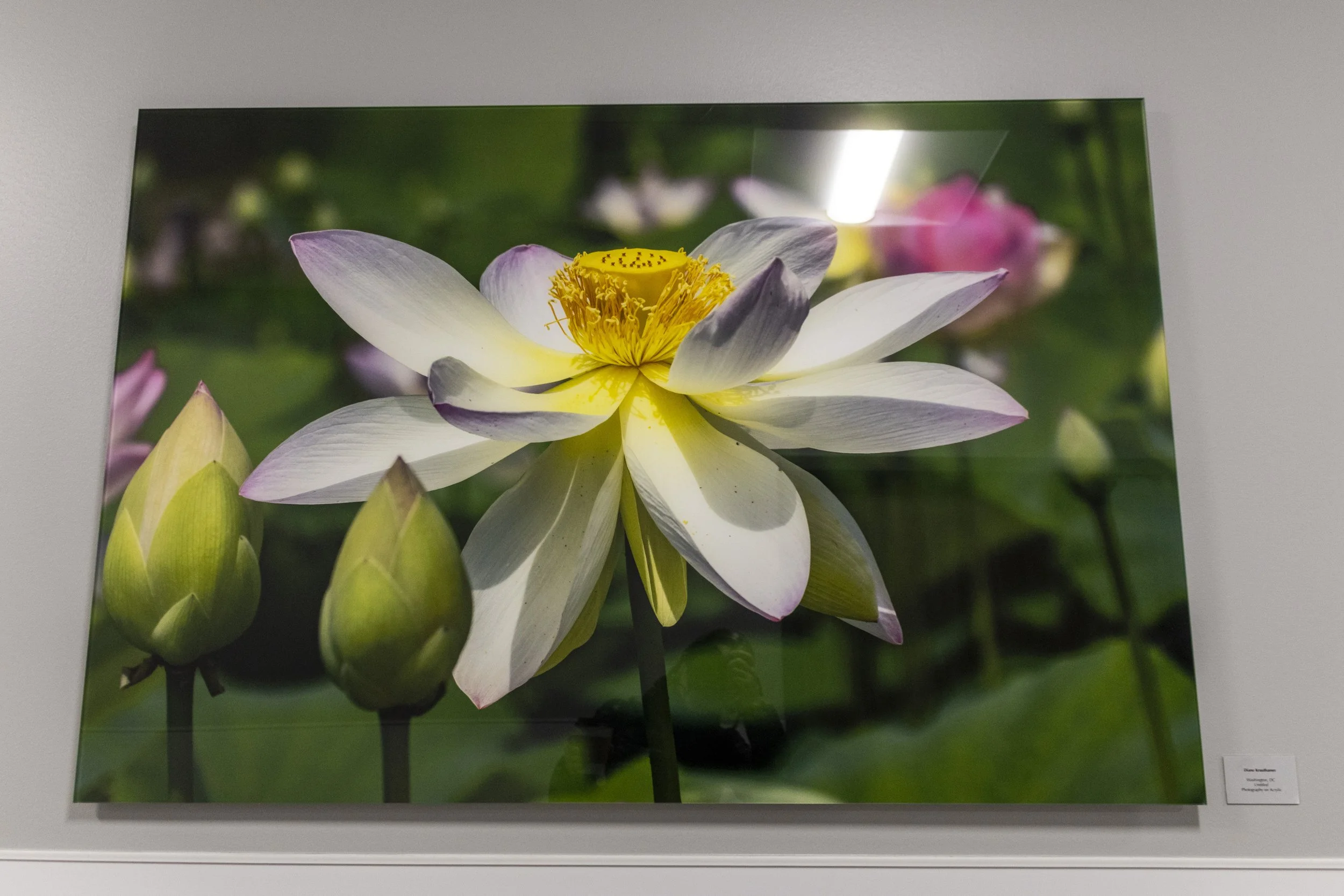 diane-krauthamers-photography-on-the-wall-of-cedar-hill-regional-medical-center_54487934486_o.jpg
