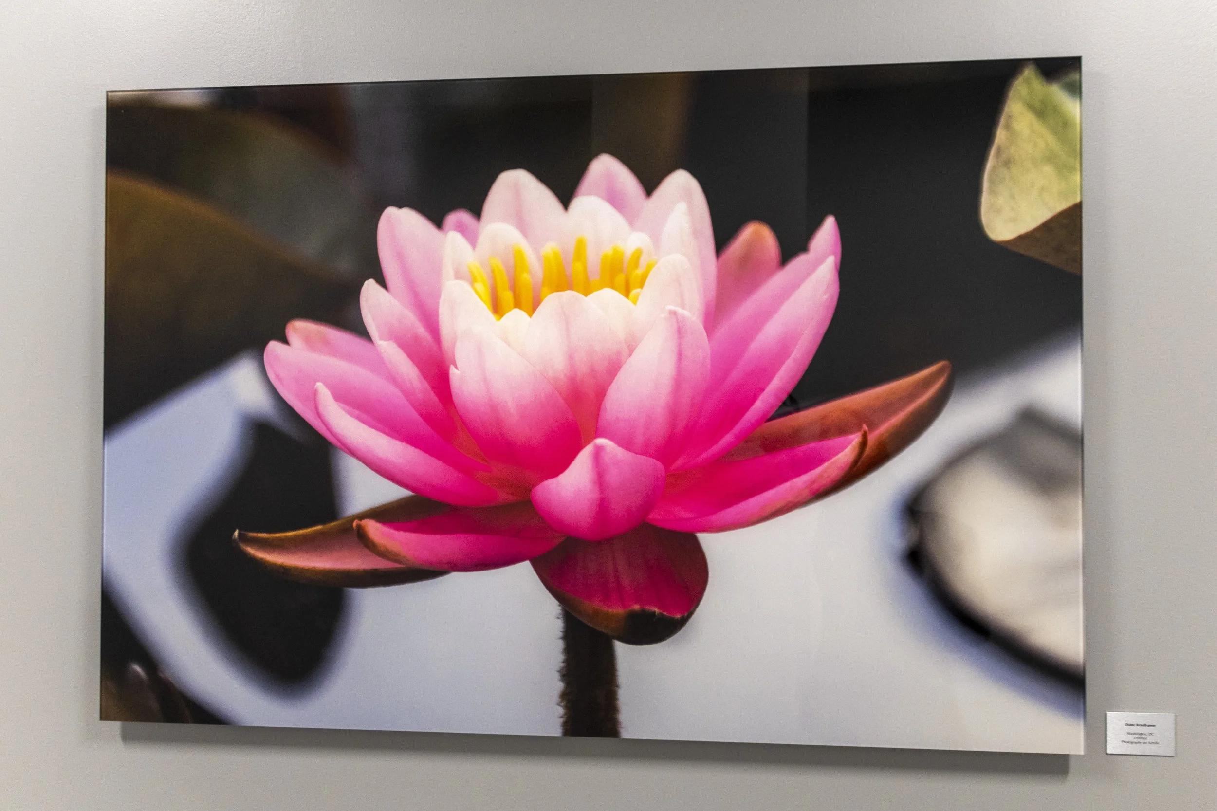 diane-krauthamers-photography-on-the-wall-of-cedar-hill-regional-medical-center_54488289180_o.jpg