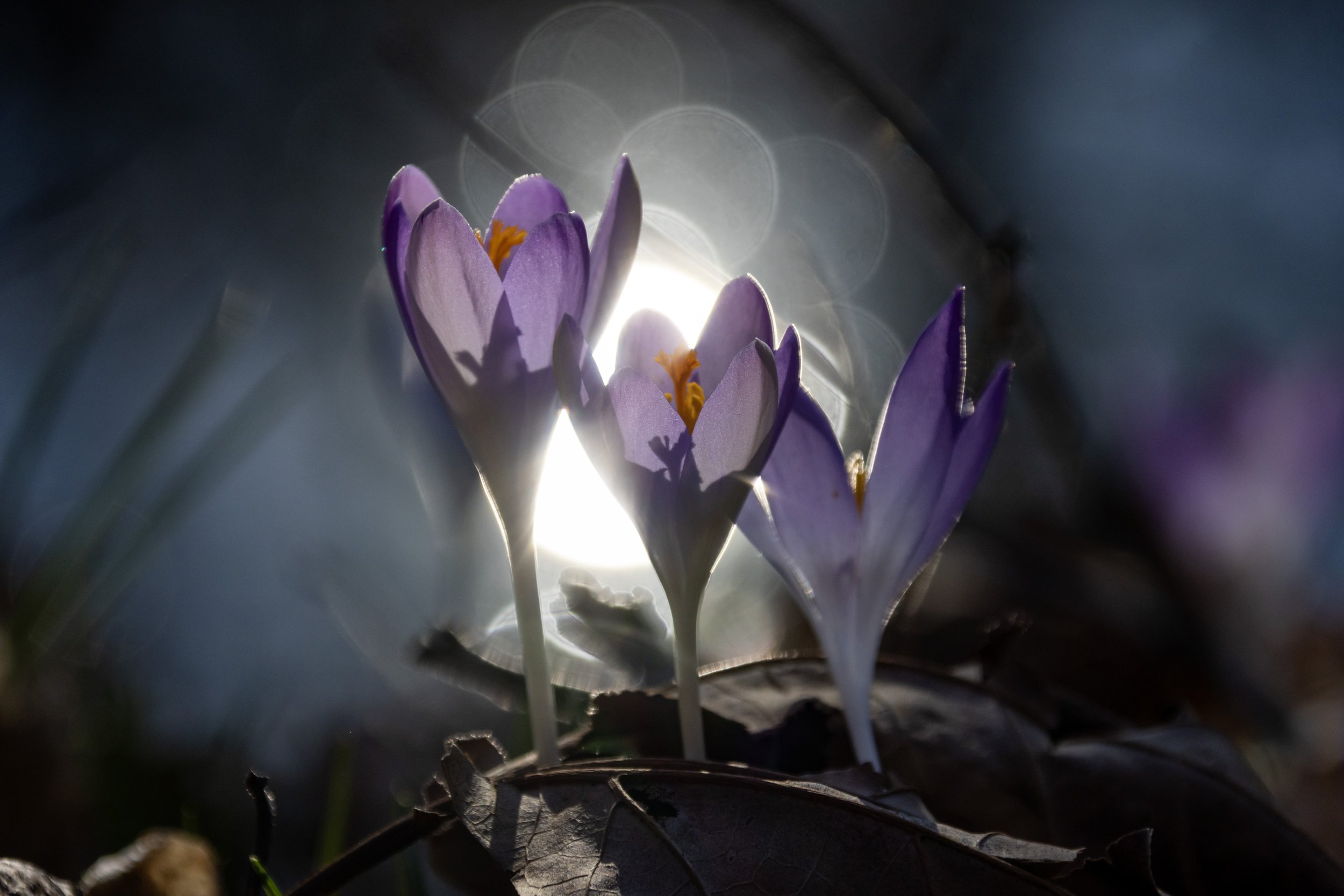 Crocuses illuminated by Broad Branch - February 19, 2024