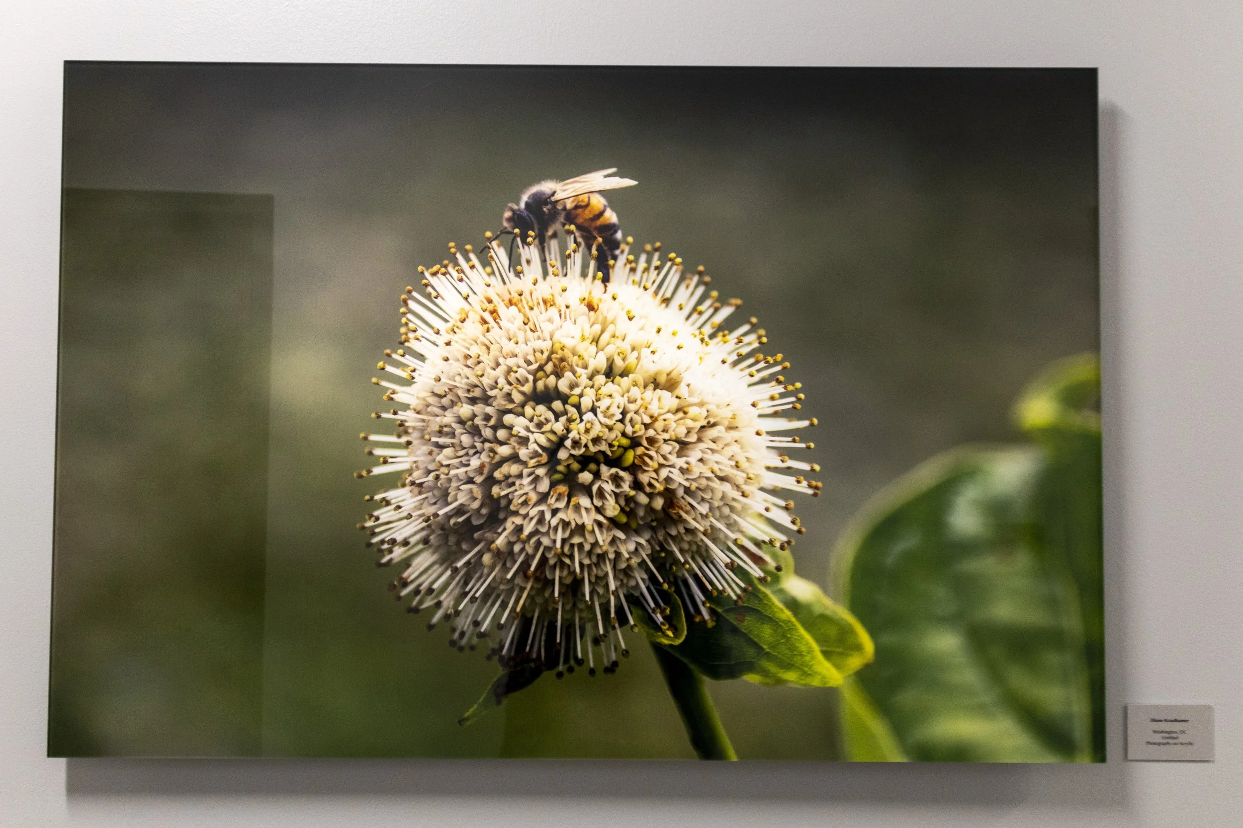 diane-krauthamers-photography-on-the-wall-of-cedar-hill-regional-medical-center_54487934126_o.jpg