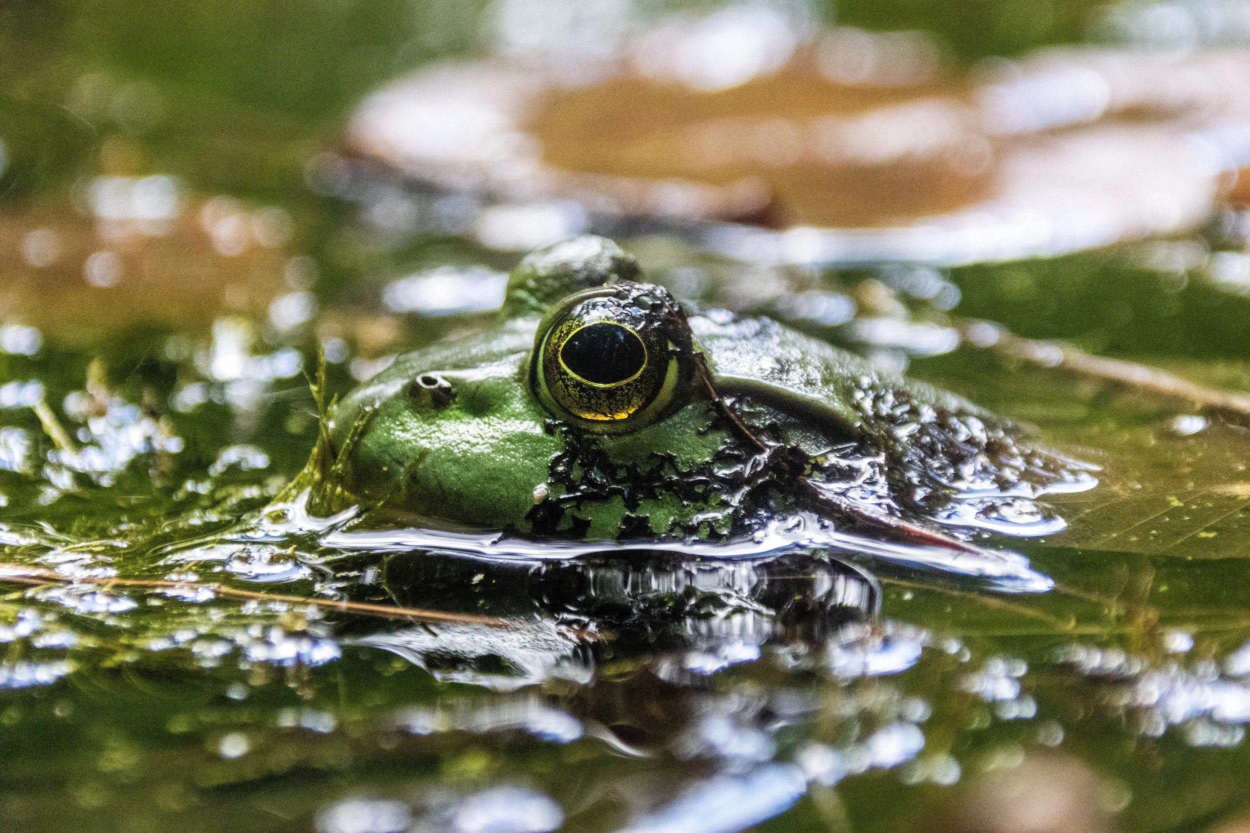 Bullfrog in the pond at Tregaron Conservancy in Cleveland Park - July 2, 2024