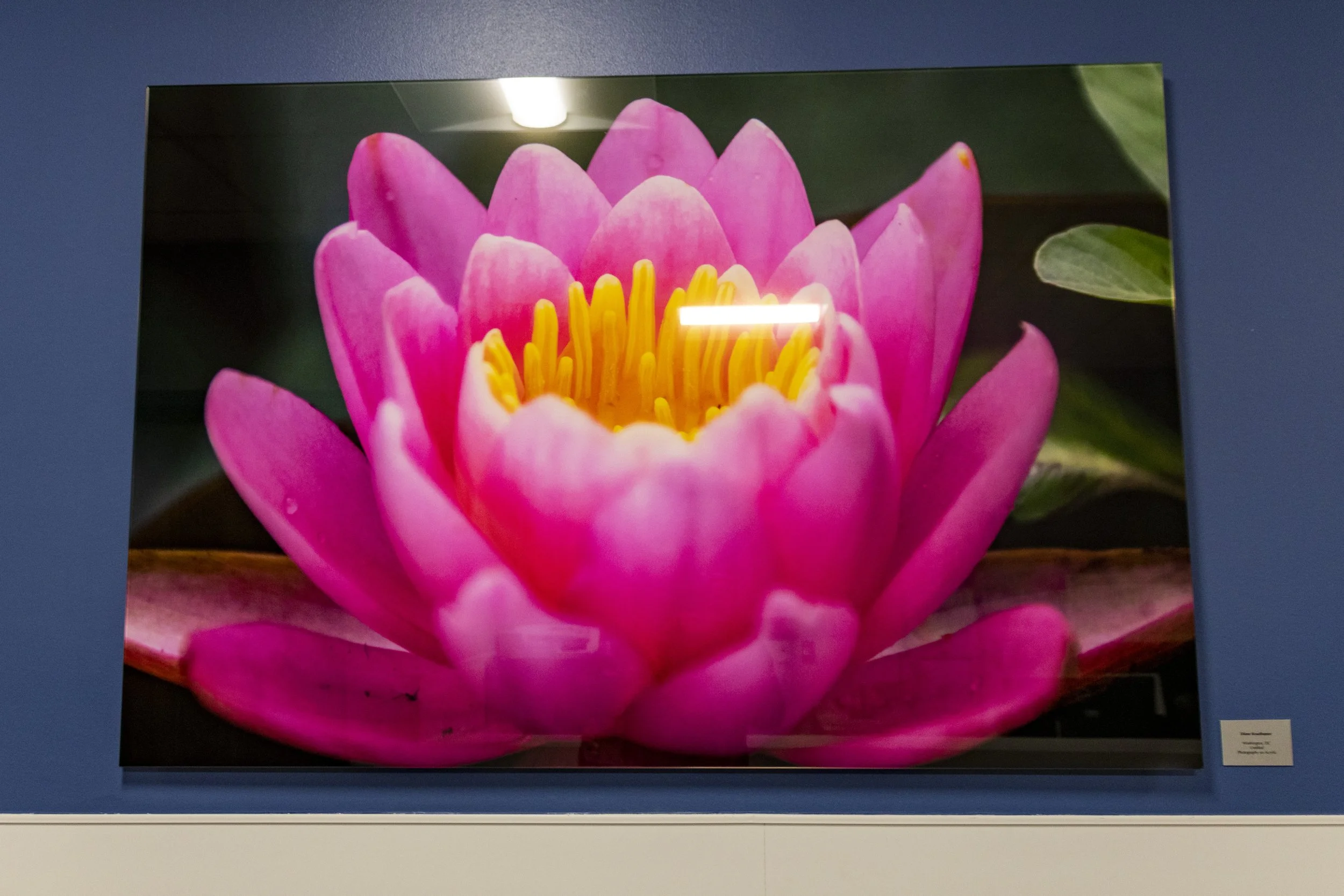 diane-krauthamers-photography-on-the-wall-of-cedar-hill-regional-medical-center_54488289645_o.jpg