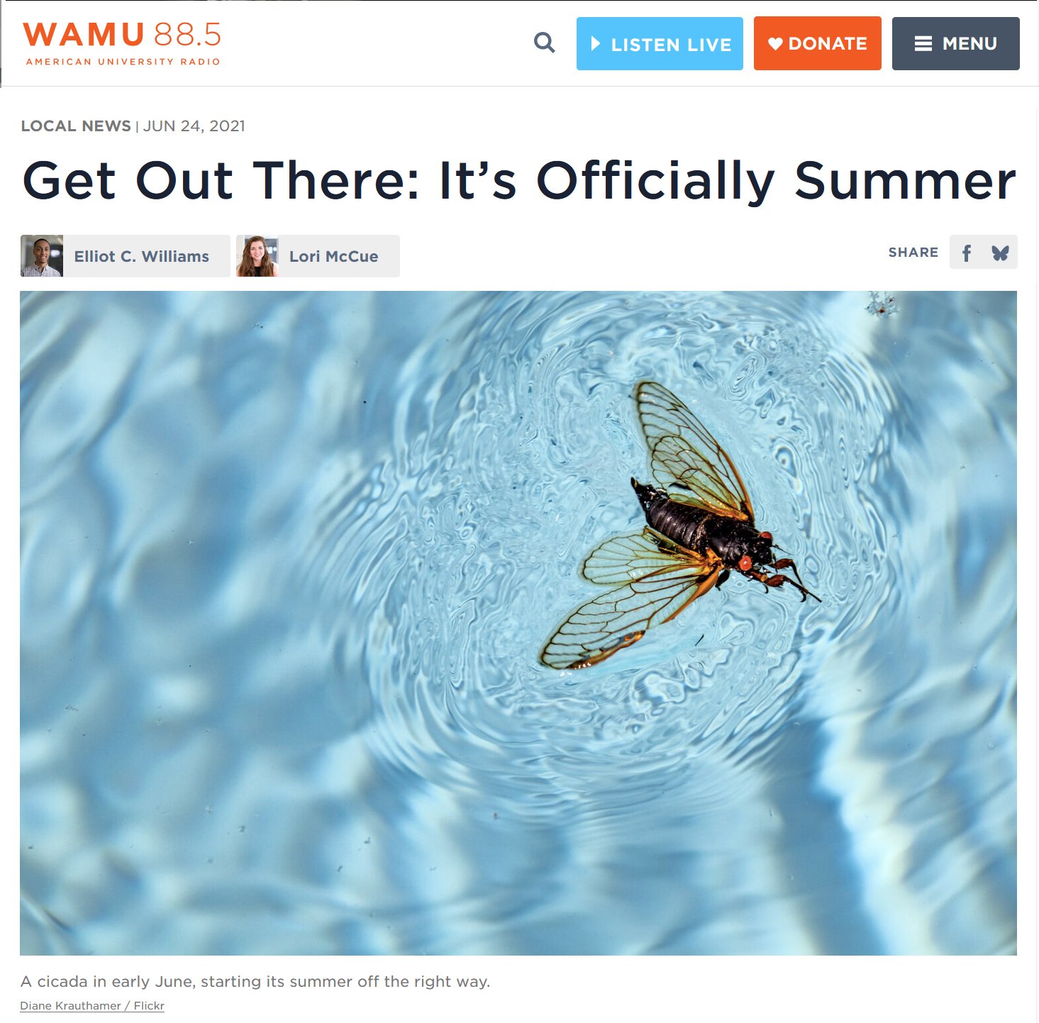 wamu-cicada.jpg