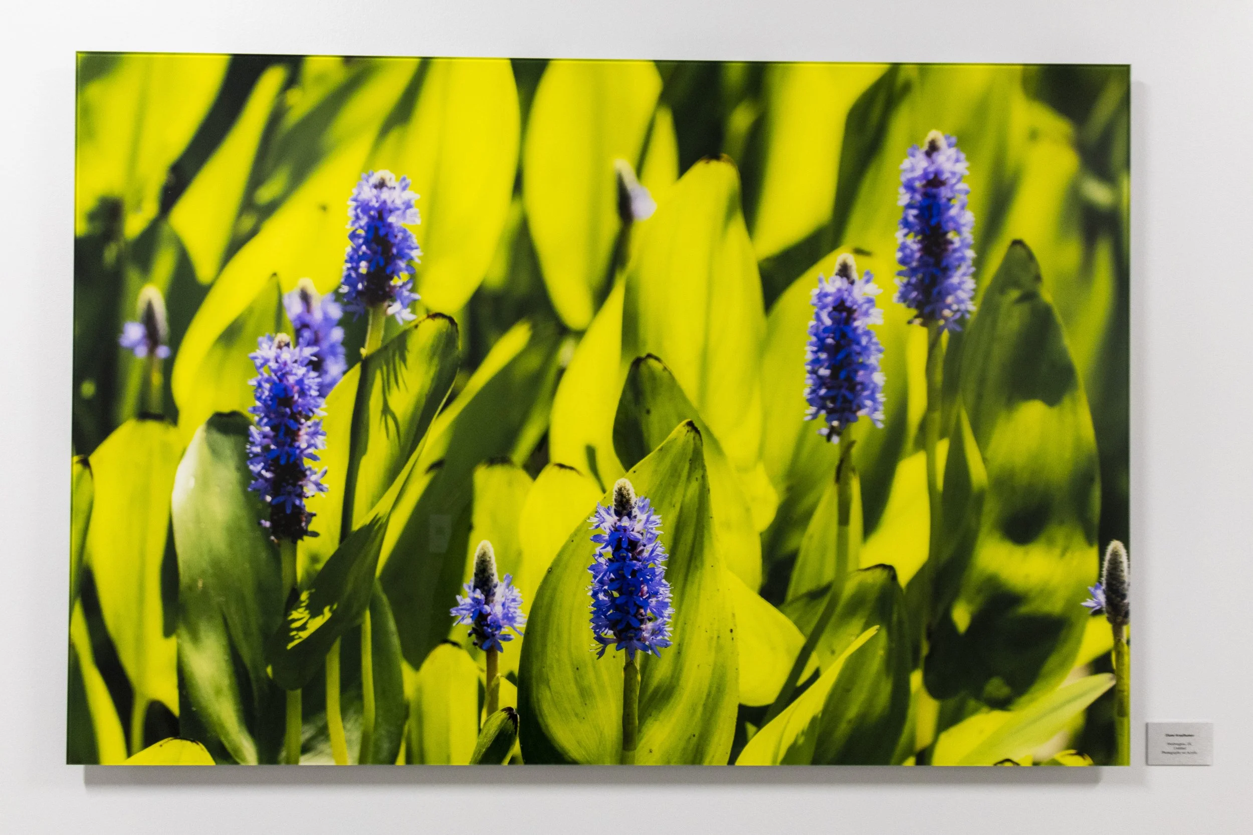 diane-krauthamers-photography-on-the-wall-of-cedar-hill-regional-medical-center_54488136369_o.jpg