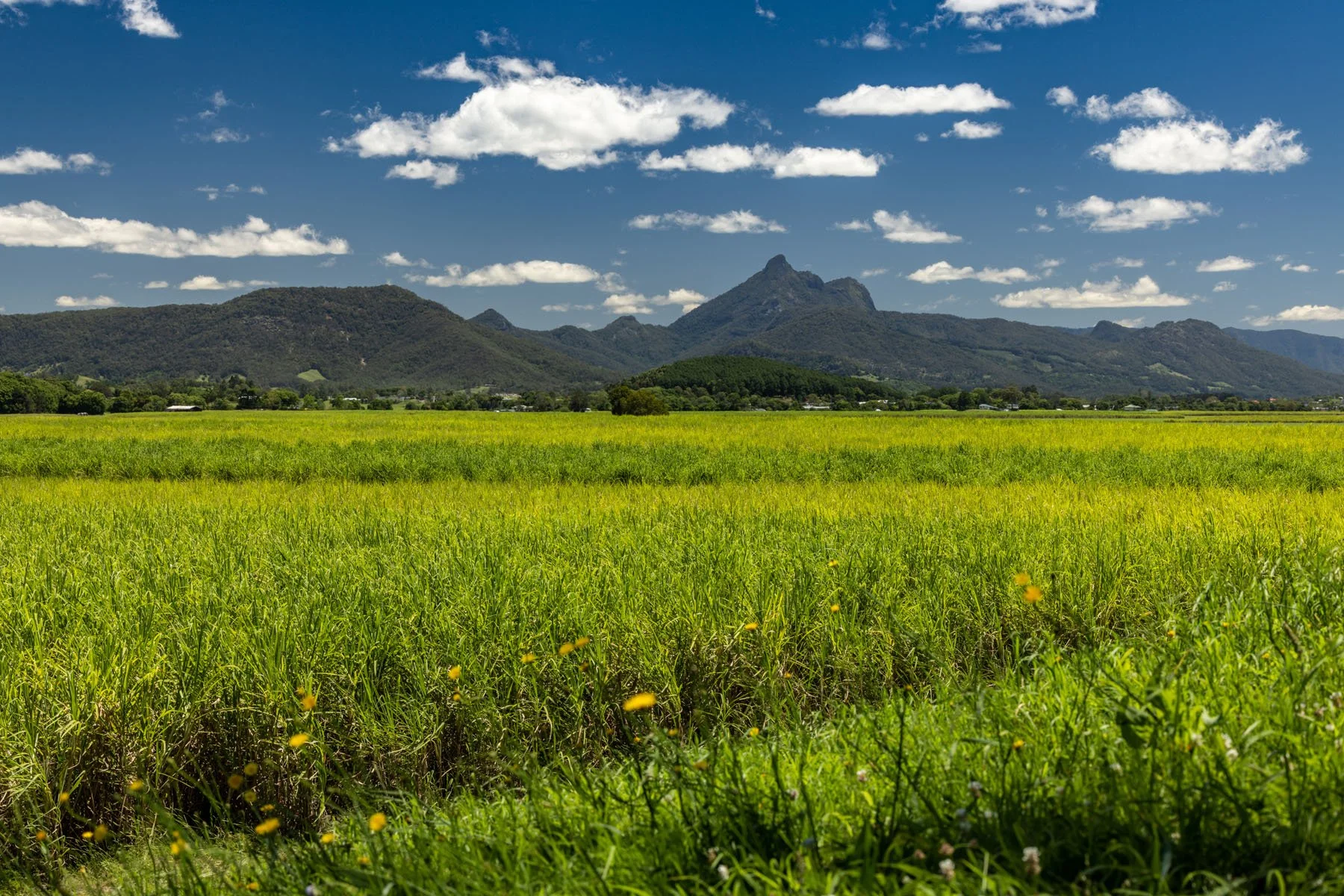 Wollumbin, Tweed Valley
