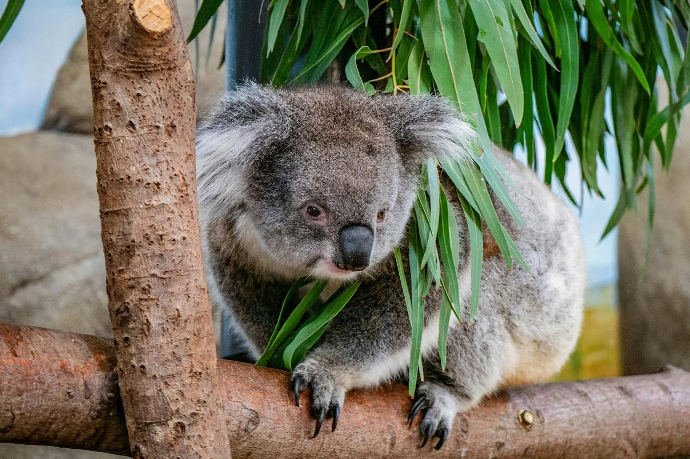 A koala bear sitting on a tree branch, surrounded by green leaves.
