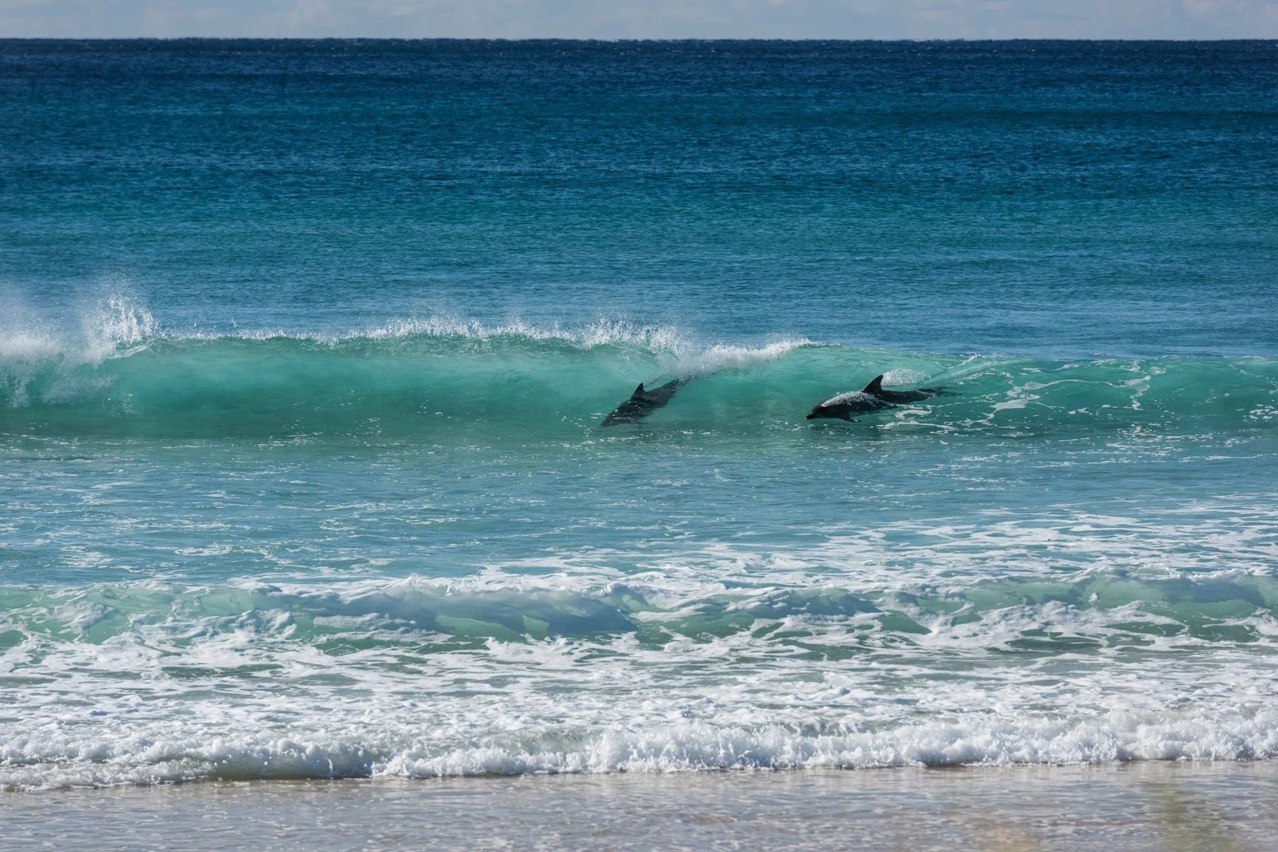 Dolphins swimming at Casuarina Beach