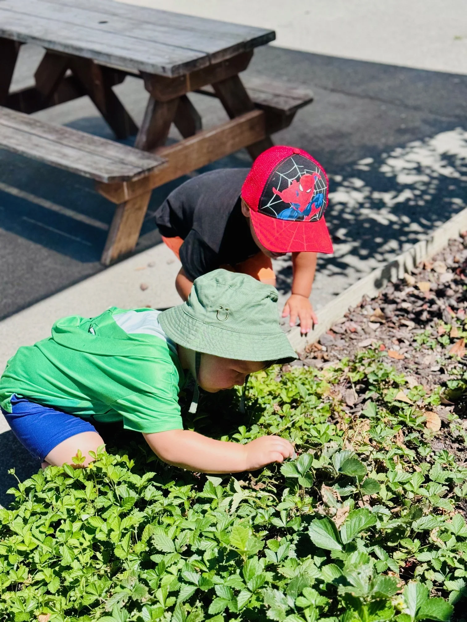 Children harvesting strawberries from the garden, developing responsibility, curiosity and an appreciation for nature through hands-on learning.