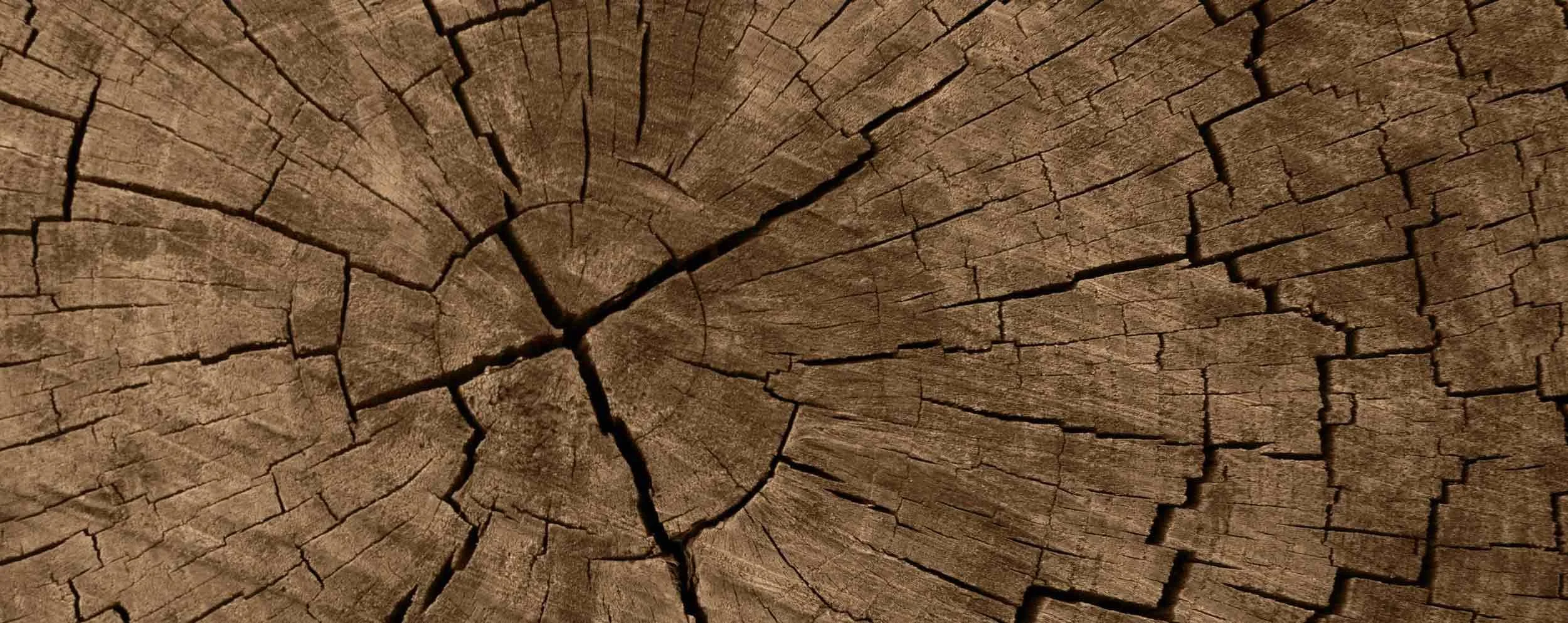 Close-up of a cross-section of weathered, cracked wood showing tree rings.