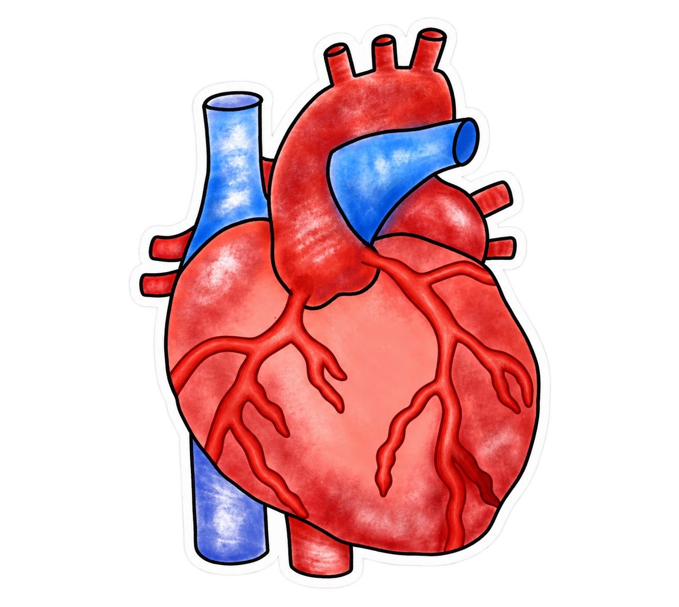 Anatomical heart