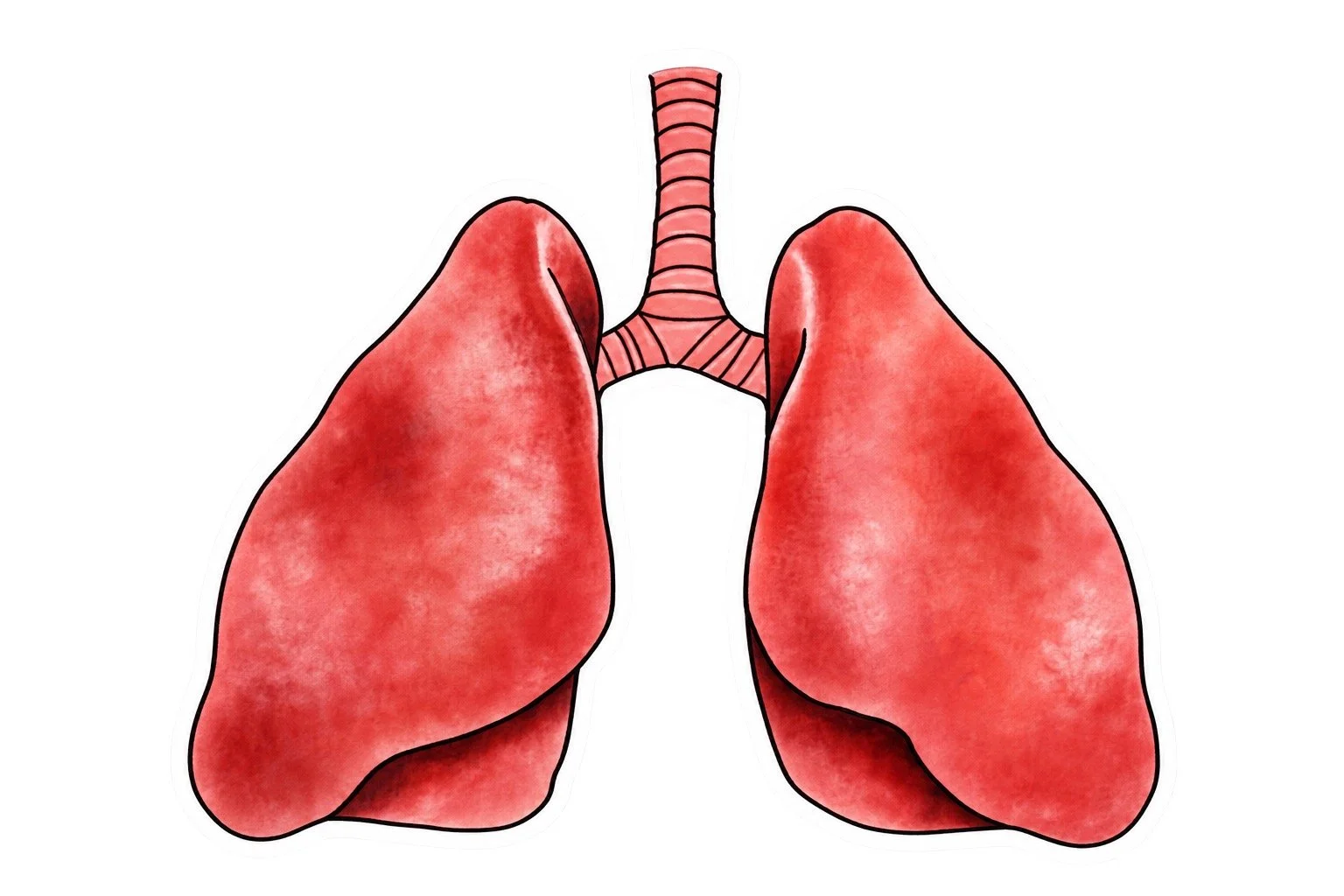 drawing of lungs