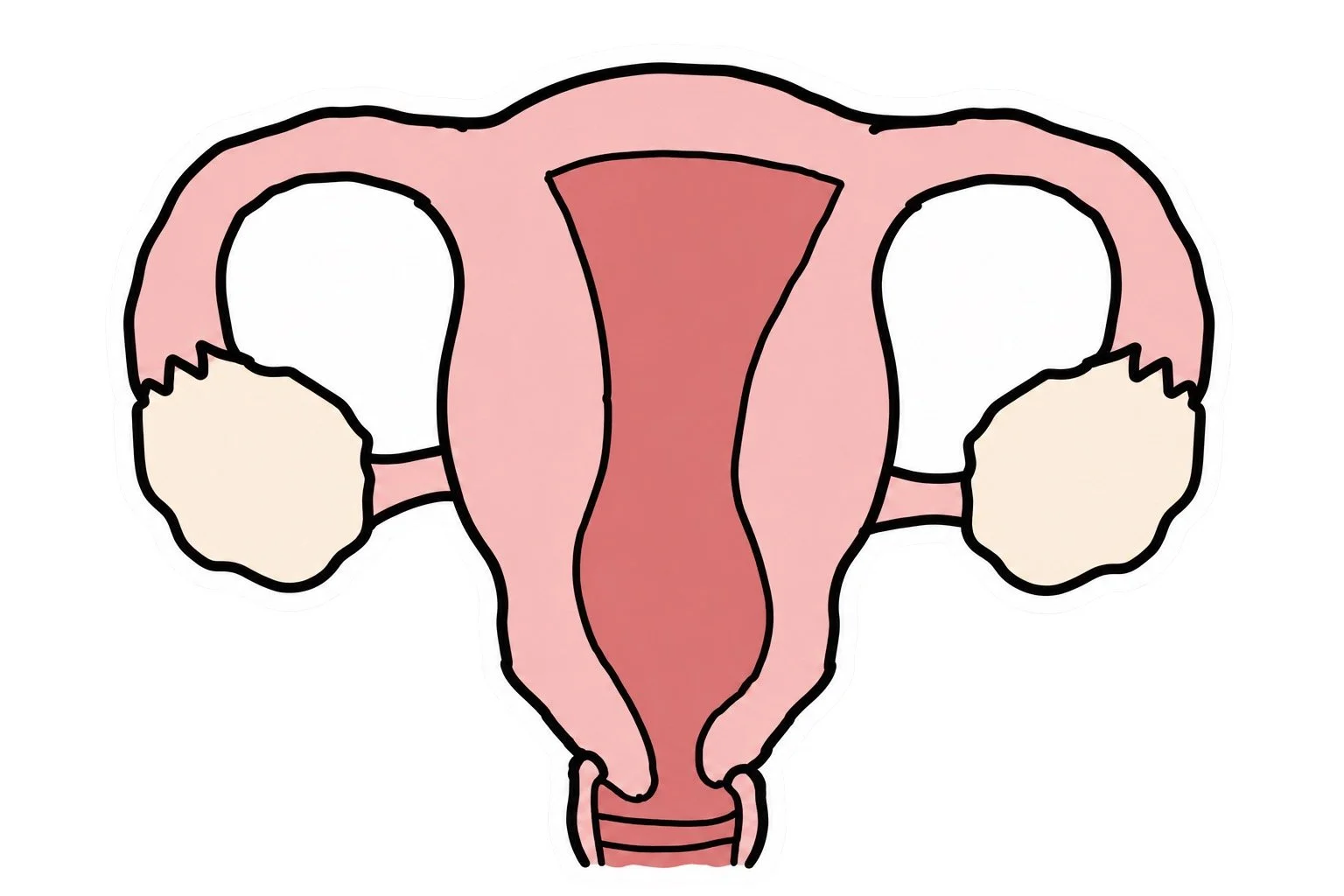 drawing of uterus