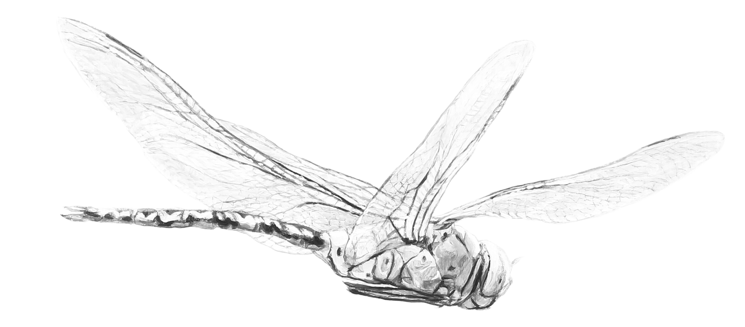 Black and white sketch of a dragonfly with detailed wings and body.