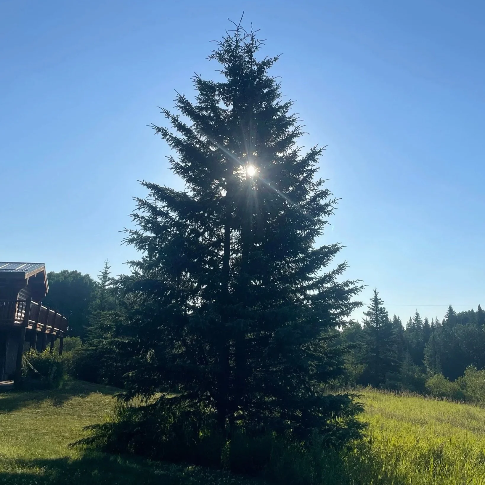Who Knew a Tree Could Teach Me