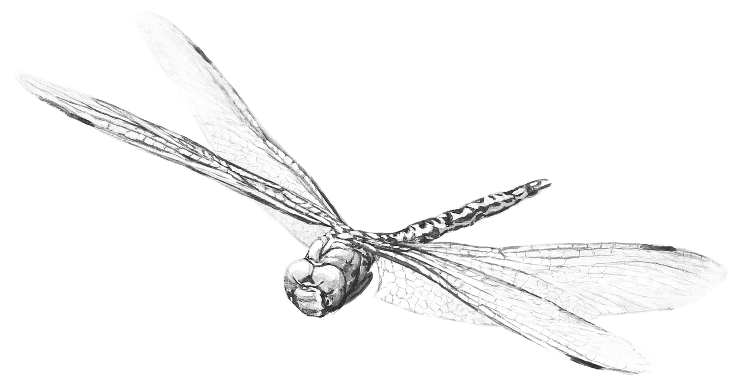 Black and white drawing of a dragonfly resting on a branch.