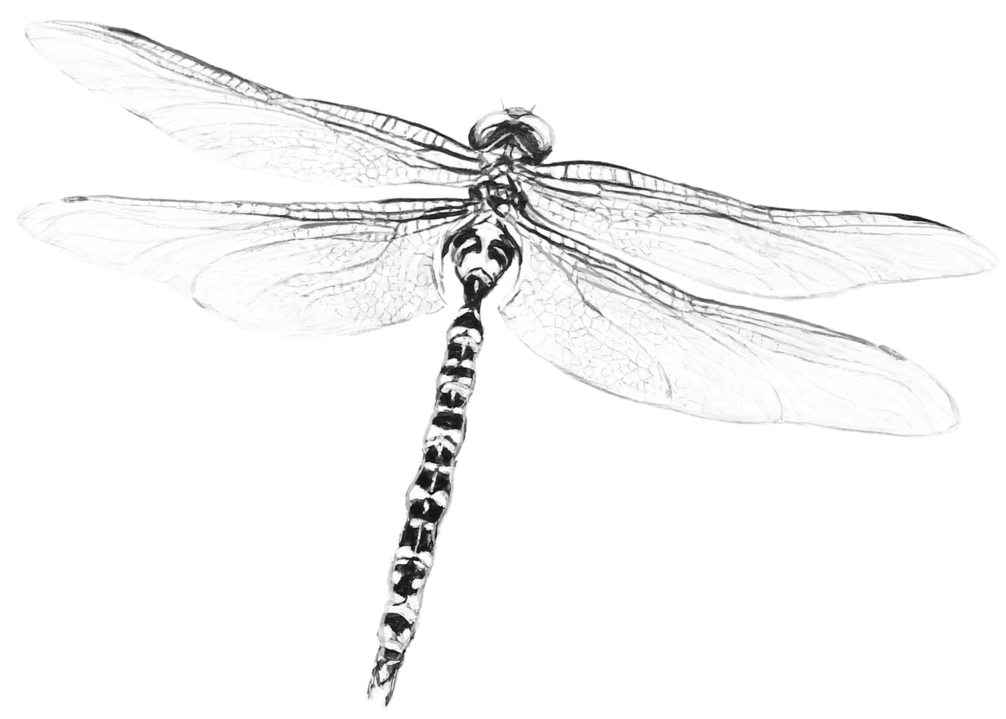 Black and white illustration of a dragonfly with detailed wings and striped body.