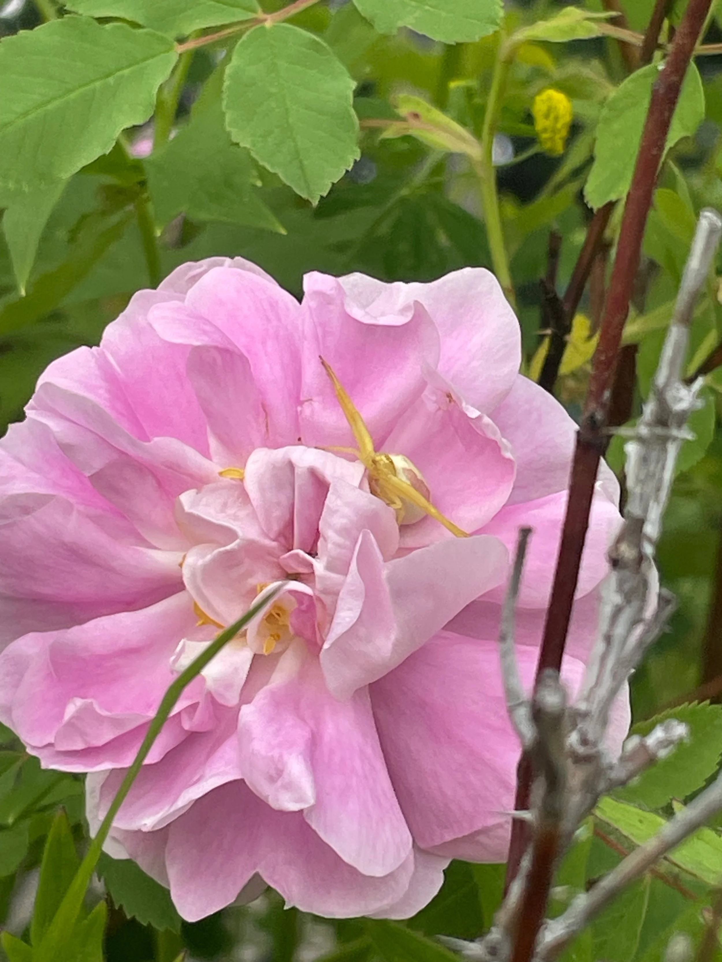 A close-up of a light pink flower with green leaves and branches surrounding it.