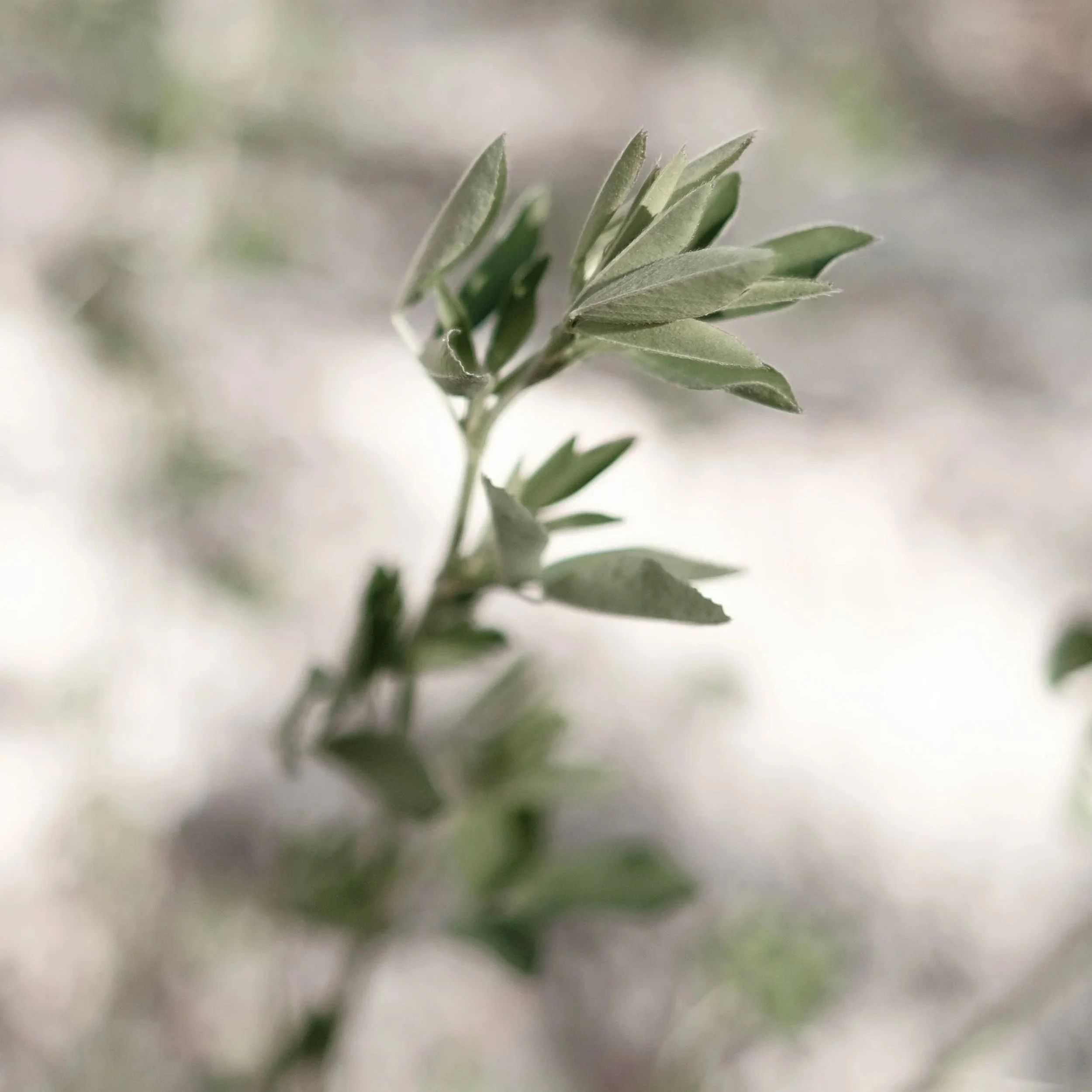 Close-up of green leaves on a plant with a blurred background.