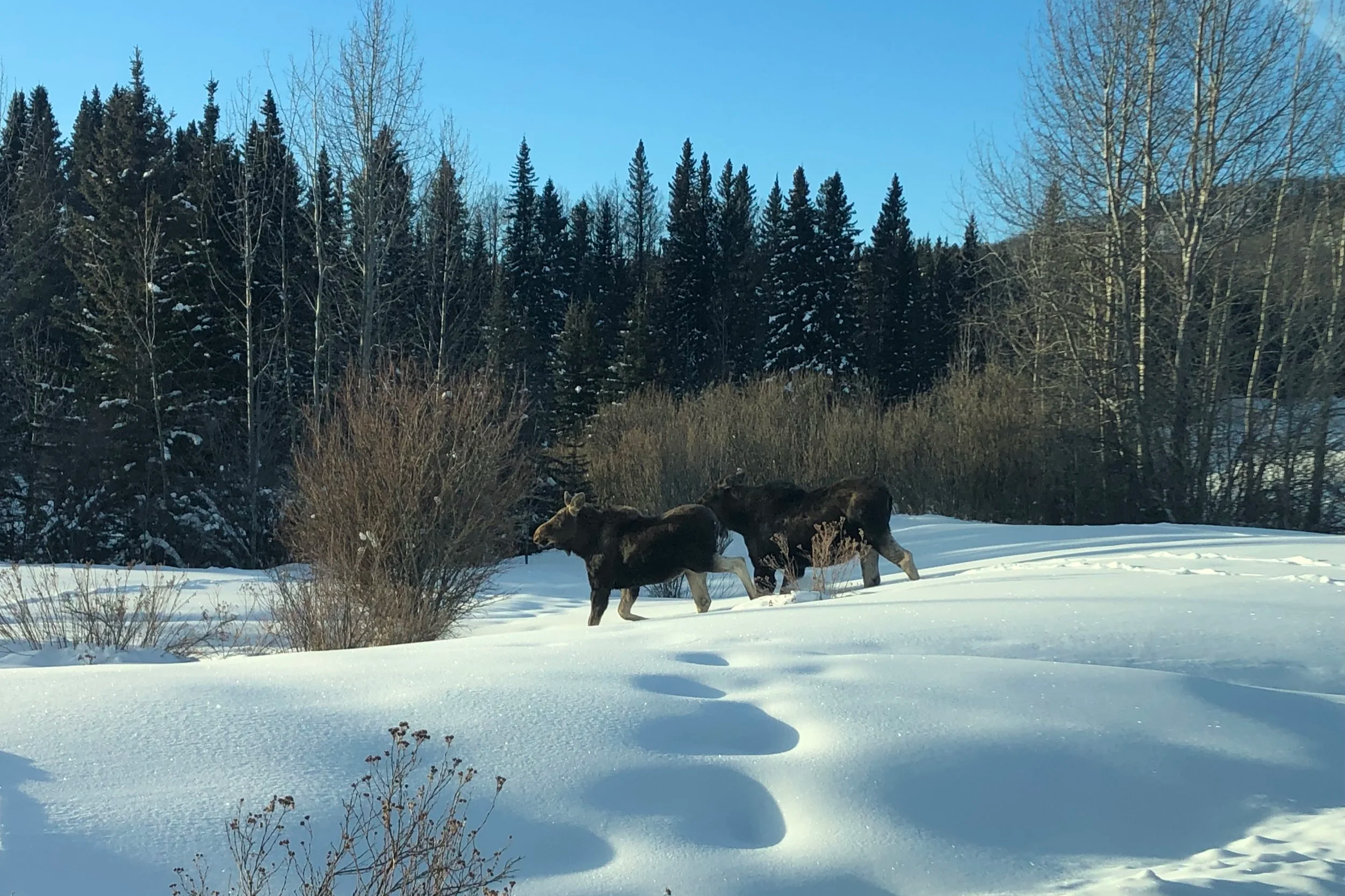 Three moose walking through a snow-covered landscape with a backdrop of evergreen and leafless trees under a clear blue sky.