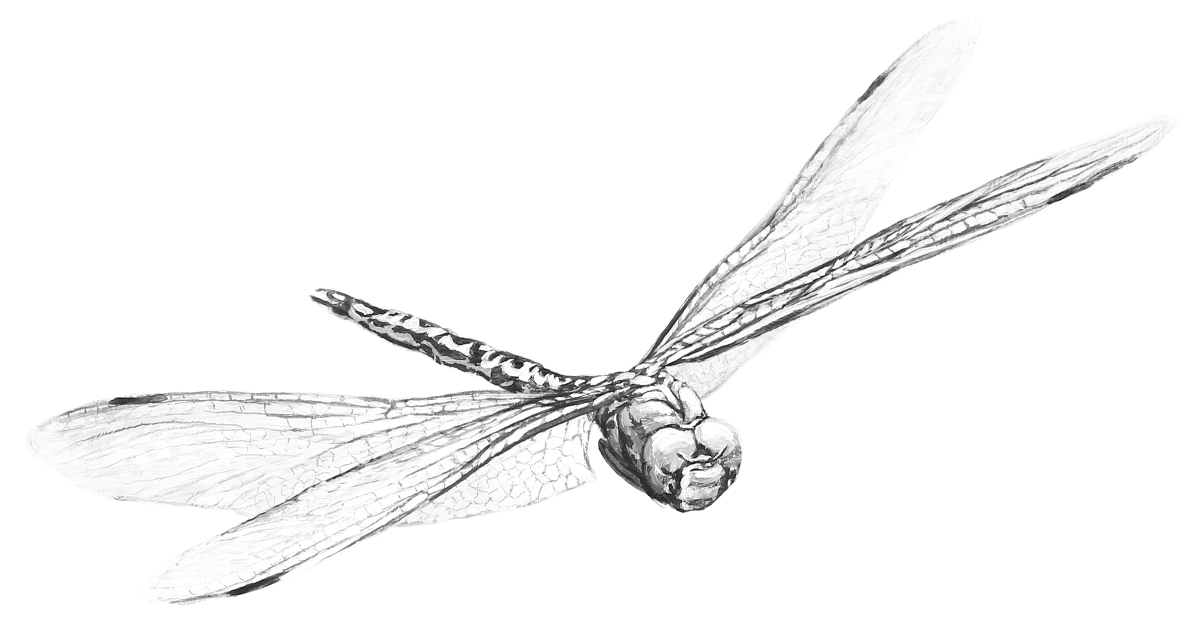 A detailed black and white illustration of a dragonfly resting on a surface, showcasing its wings, body, and head.