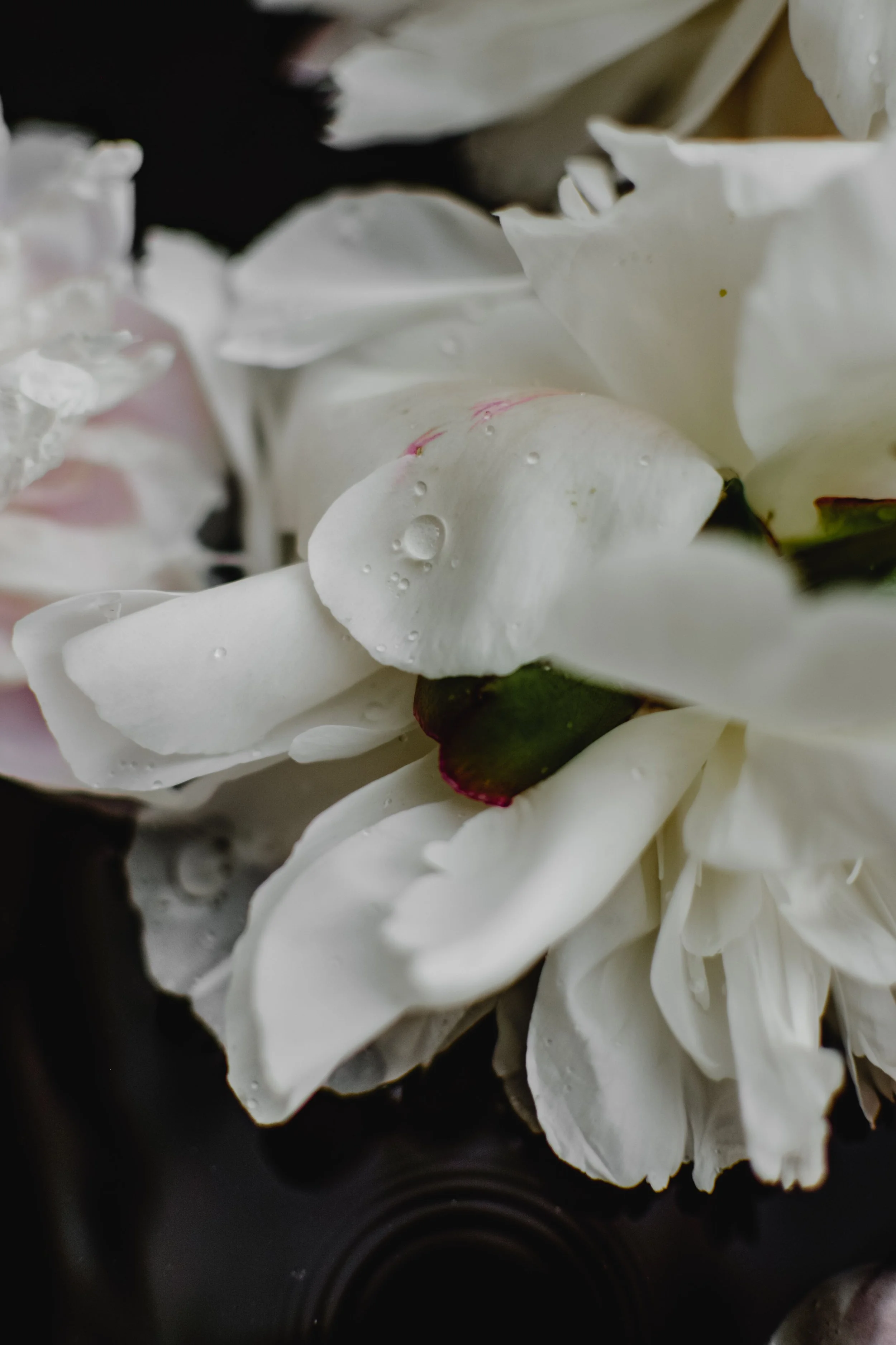 Close-up of white flowers with water droplets on the petals, set against a dark background.