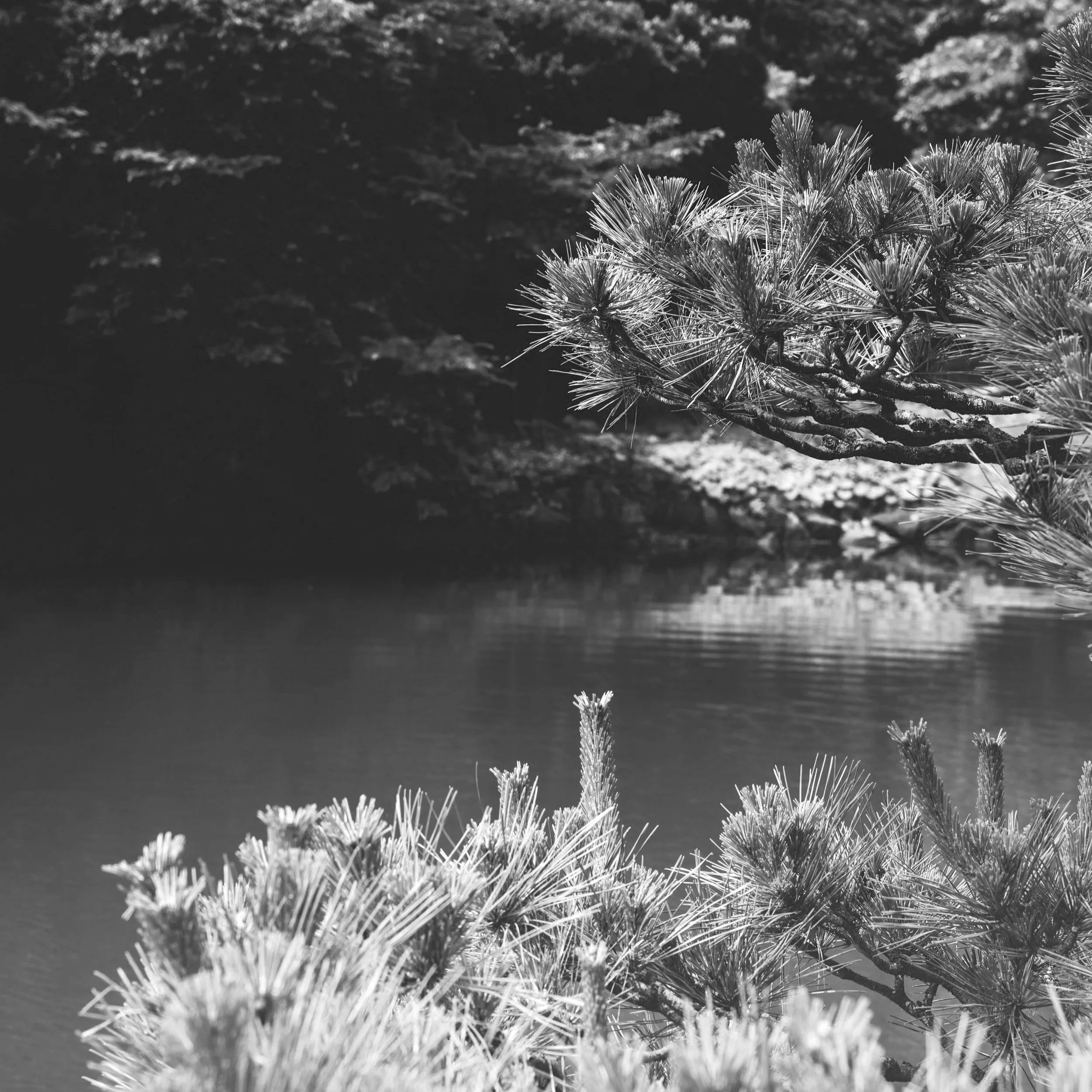 A black and white photograph of pine tree branches with needle clusters, with a blurred, scenic natural background.