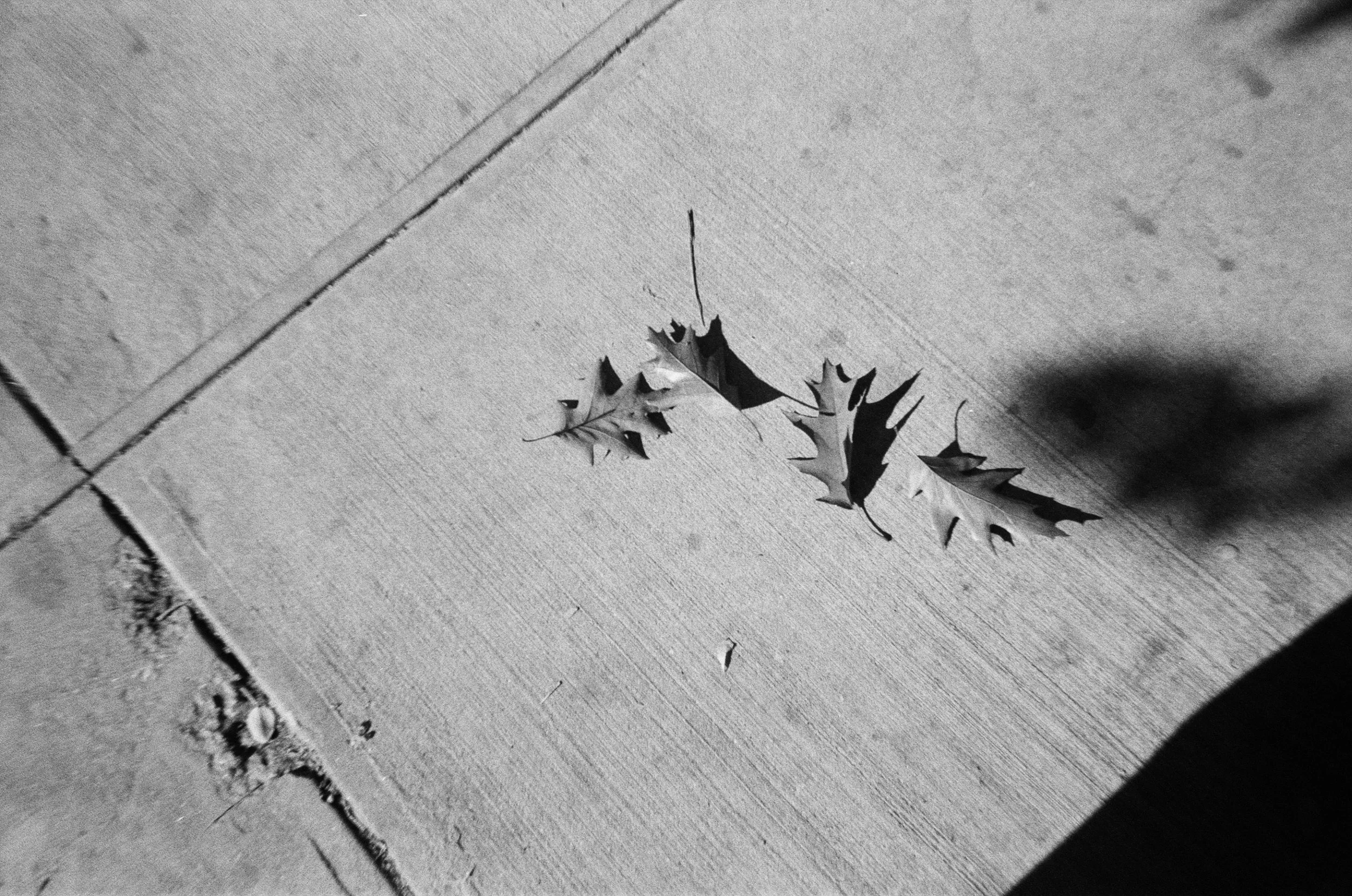 Black and white photo of fallen leaves on a tiled outdoor surface.
