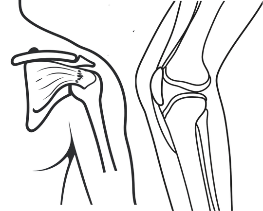 llustration representing shoulder, hip, knee and limb conditions