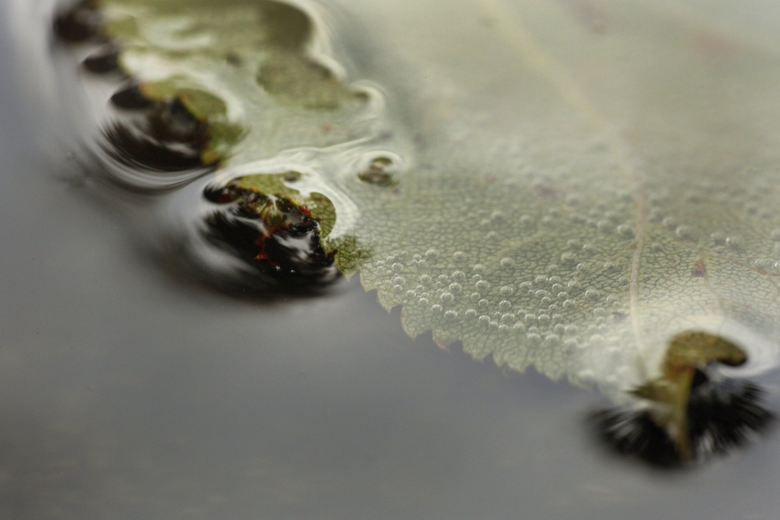 A partially submerged leaf