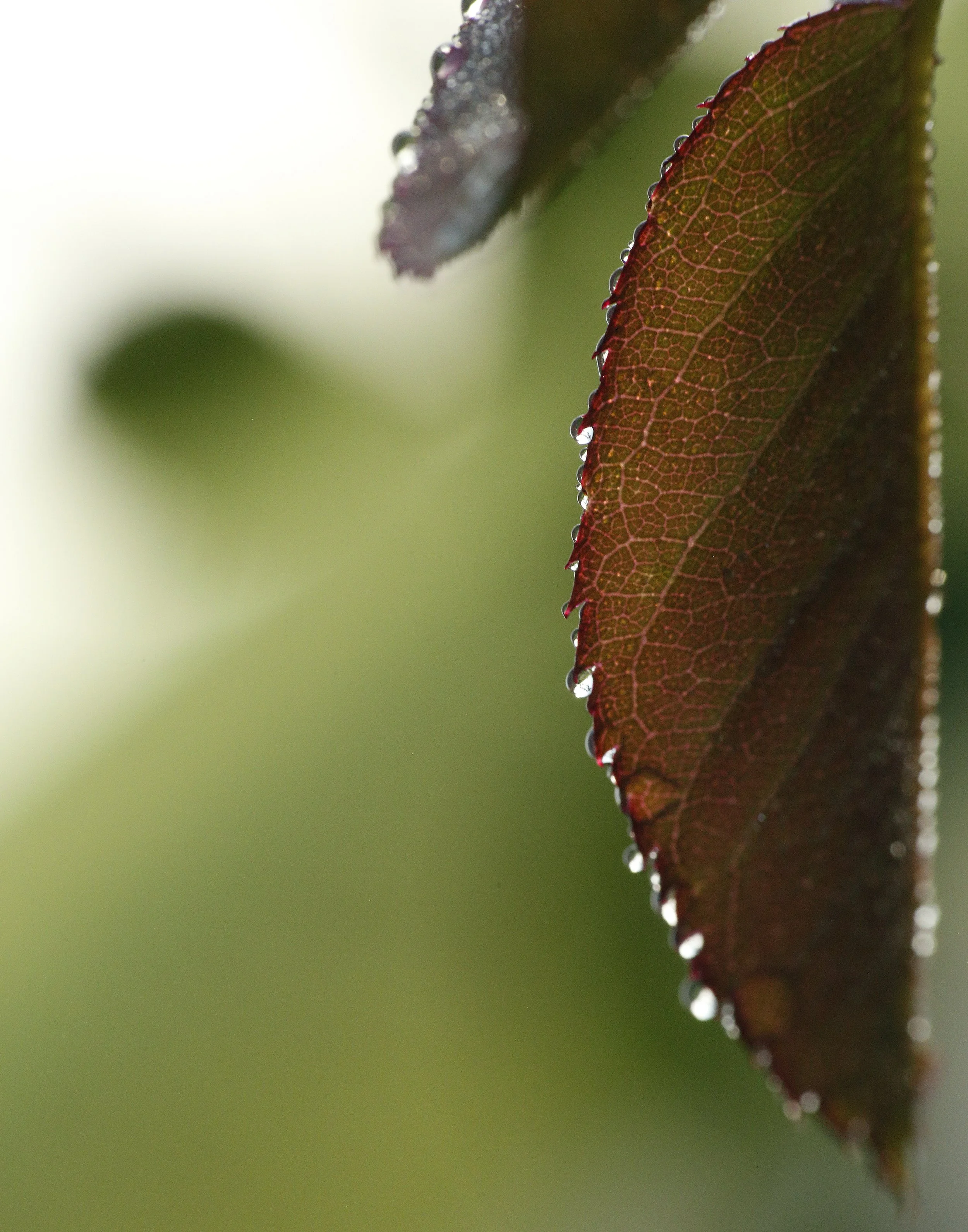 A leaf with dewdrops