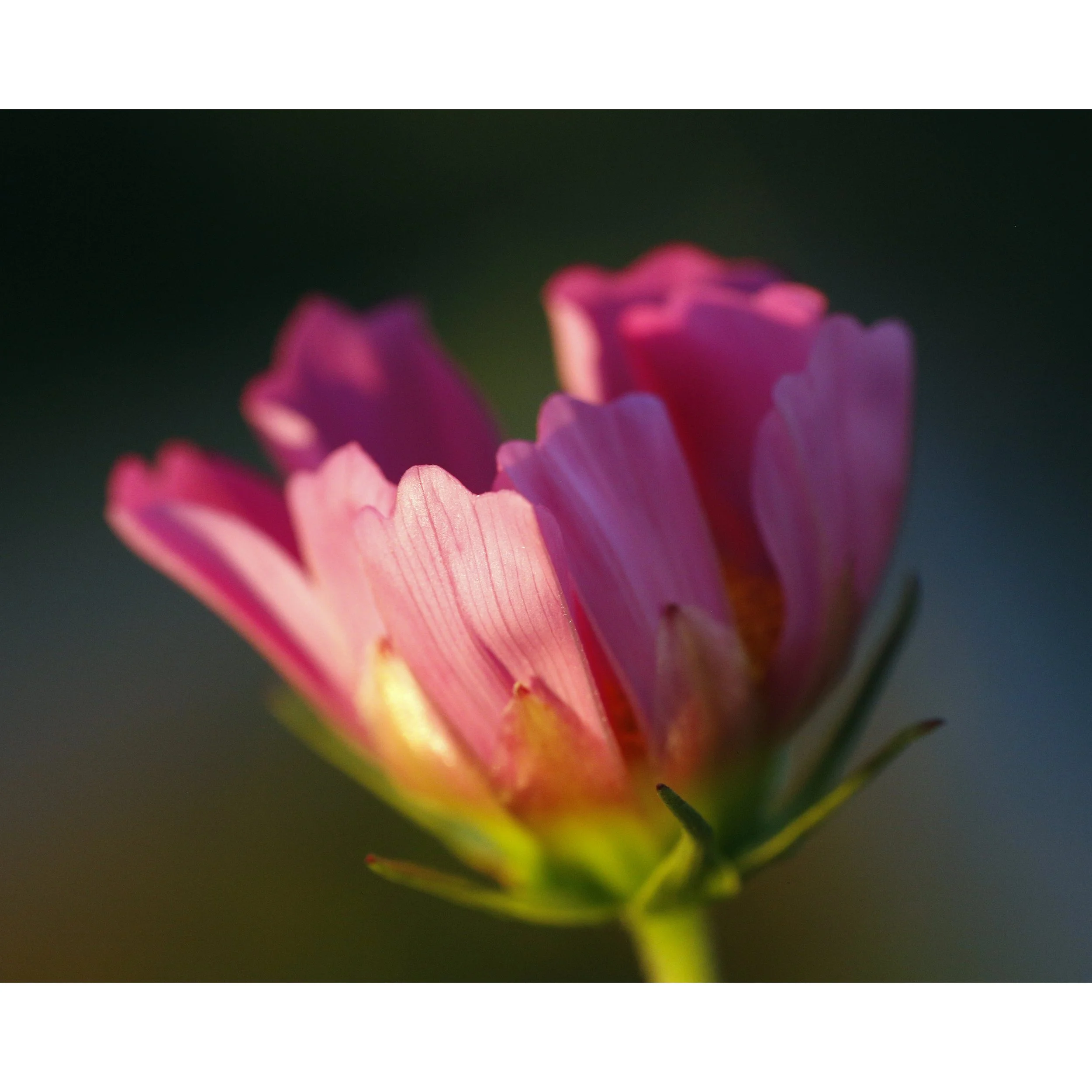 _J1A9380edit2square.jpg