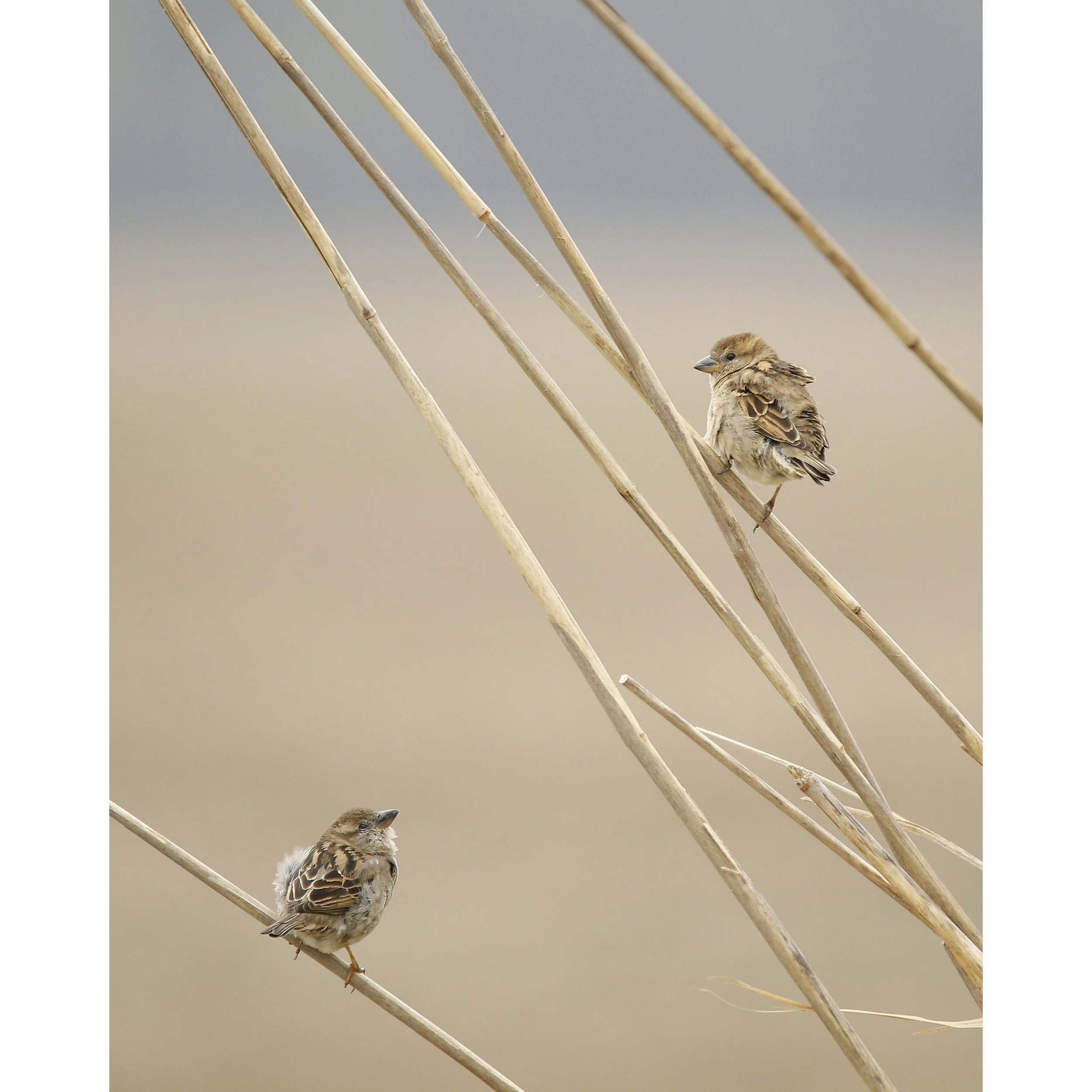 Two Sparrows