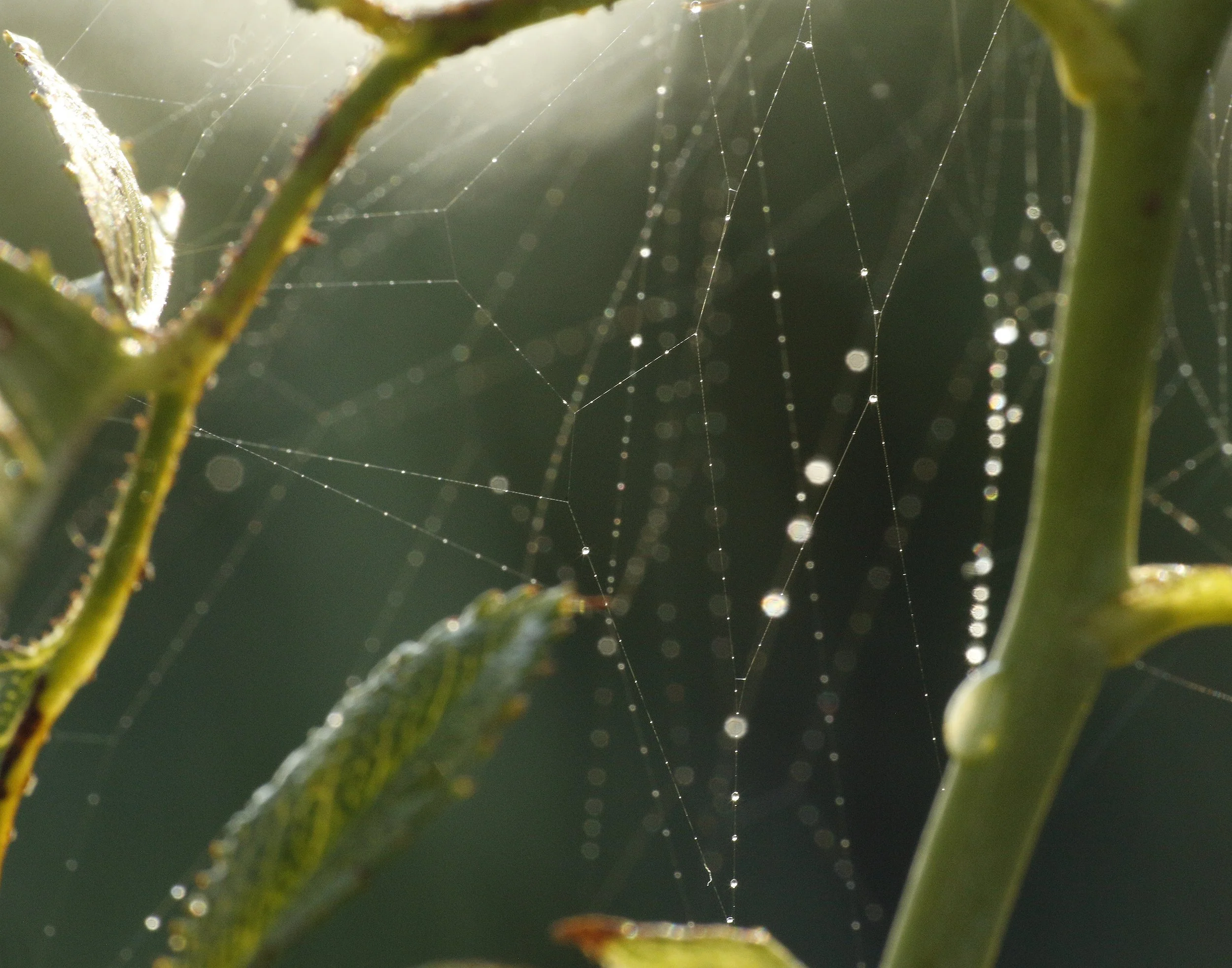 Dewdrops on a spiderweb in a rose bush