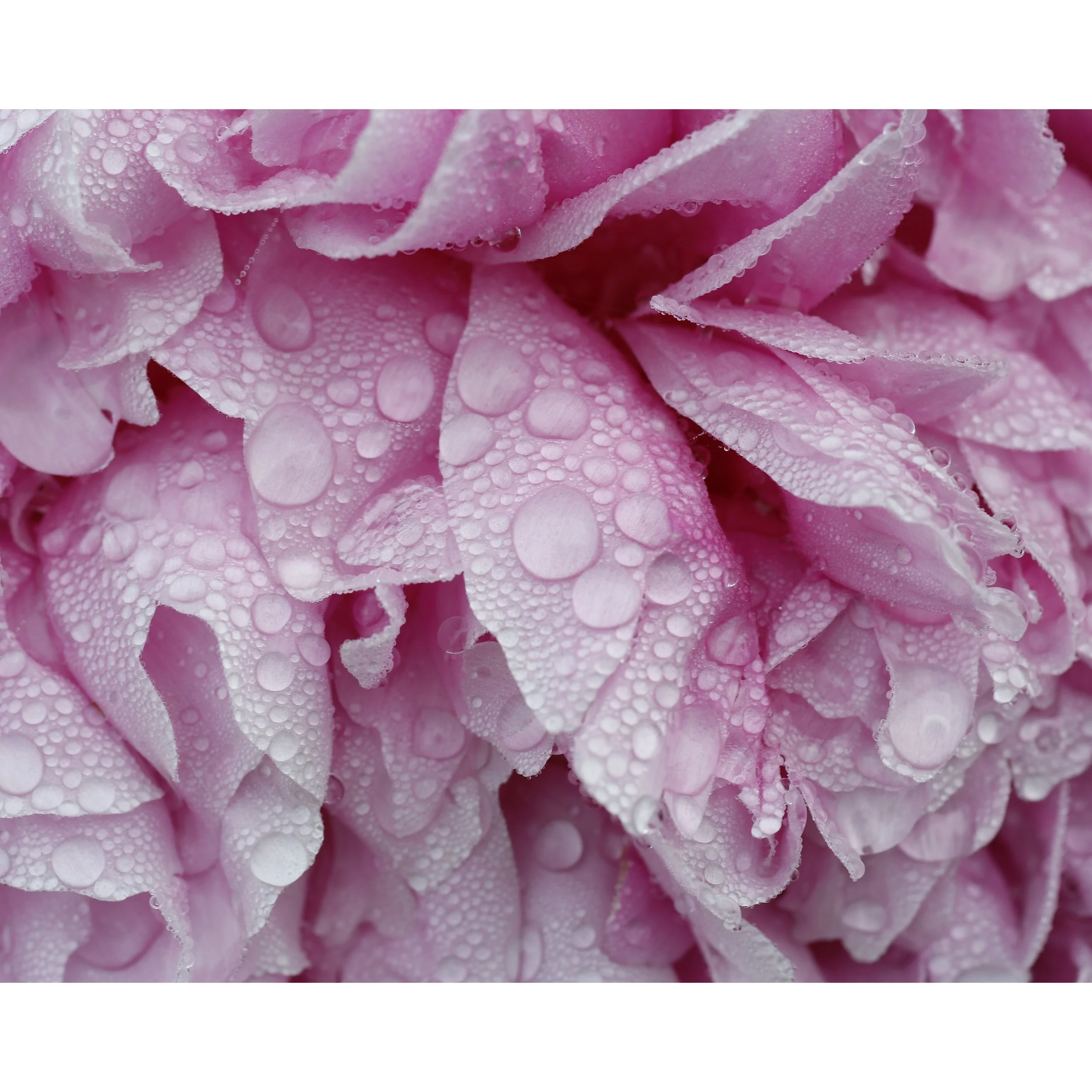Peony with Droplets