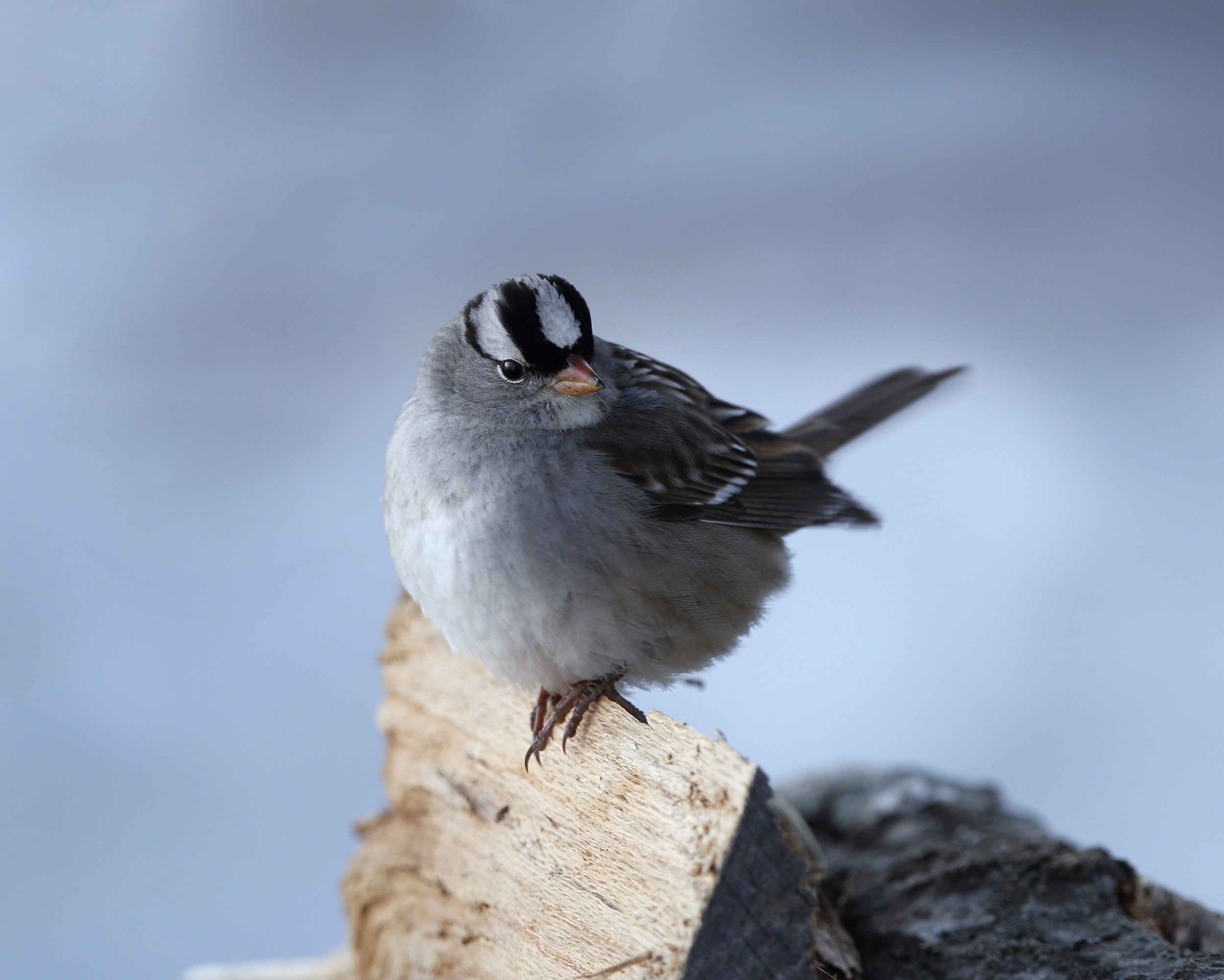 A white-crowned sparrow on firewood in the snow