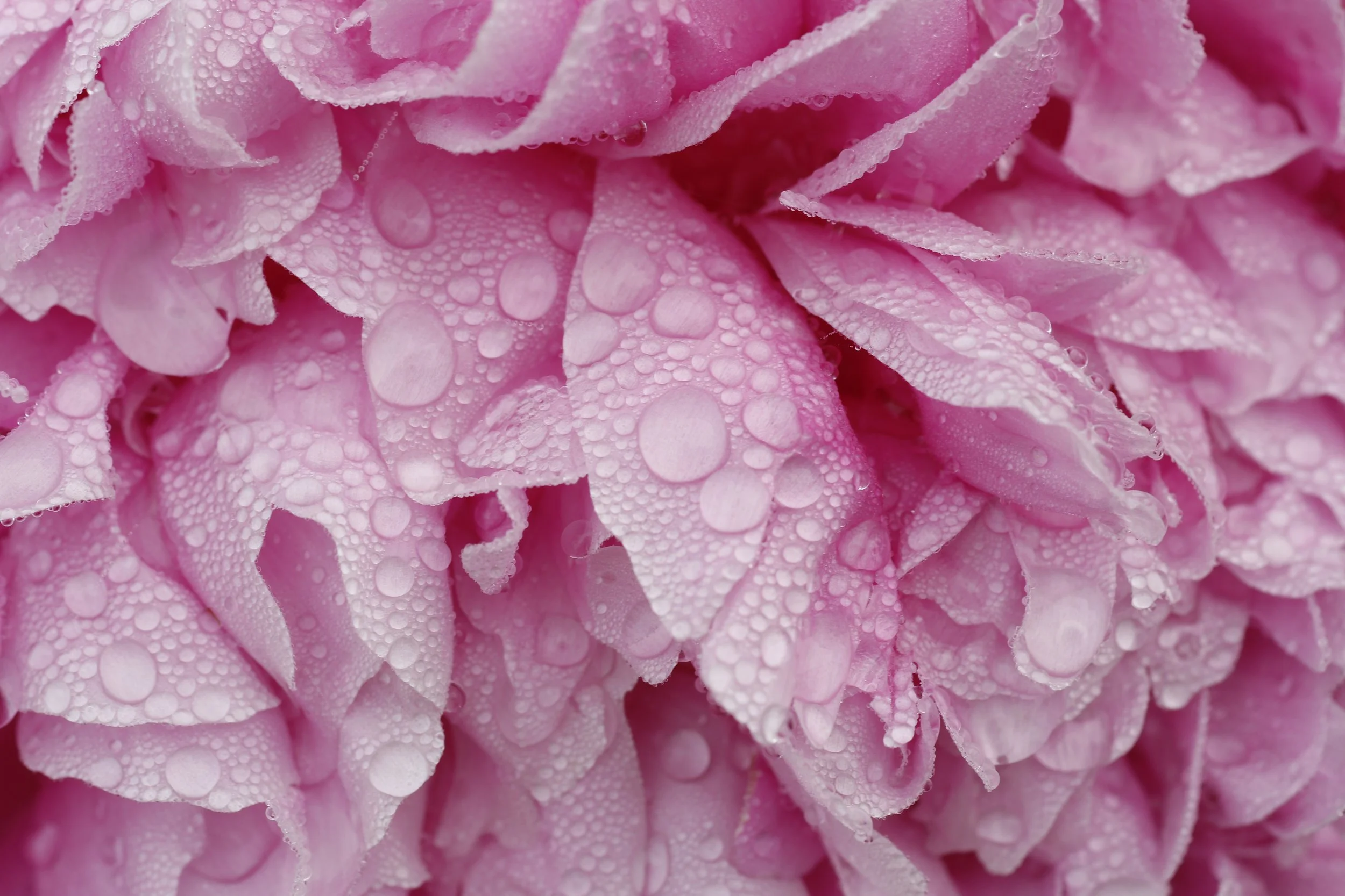 Peony with Droplets
