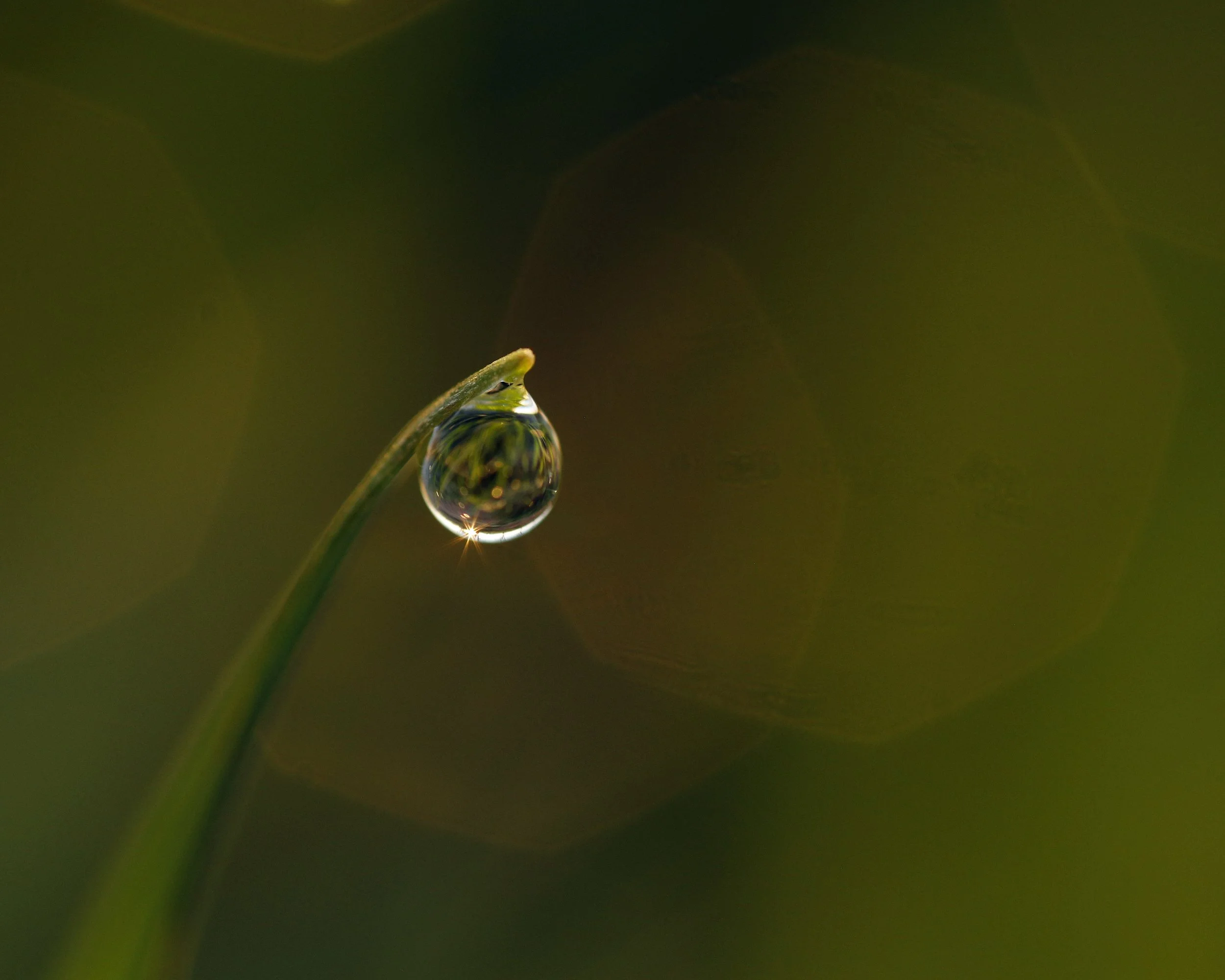 Close-up of a water droplet hanging from the tip of a green plant stalk, with a blurred green background.